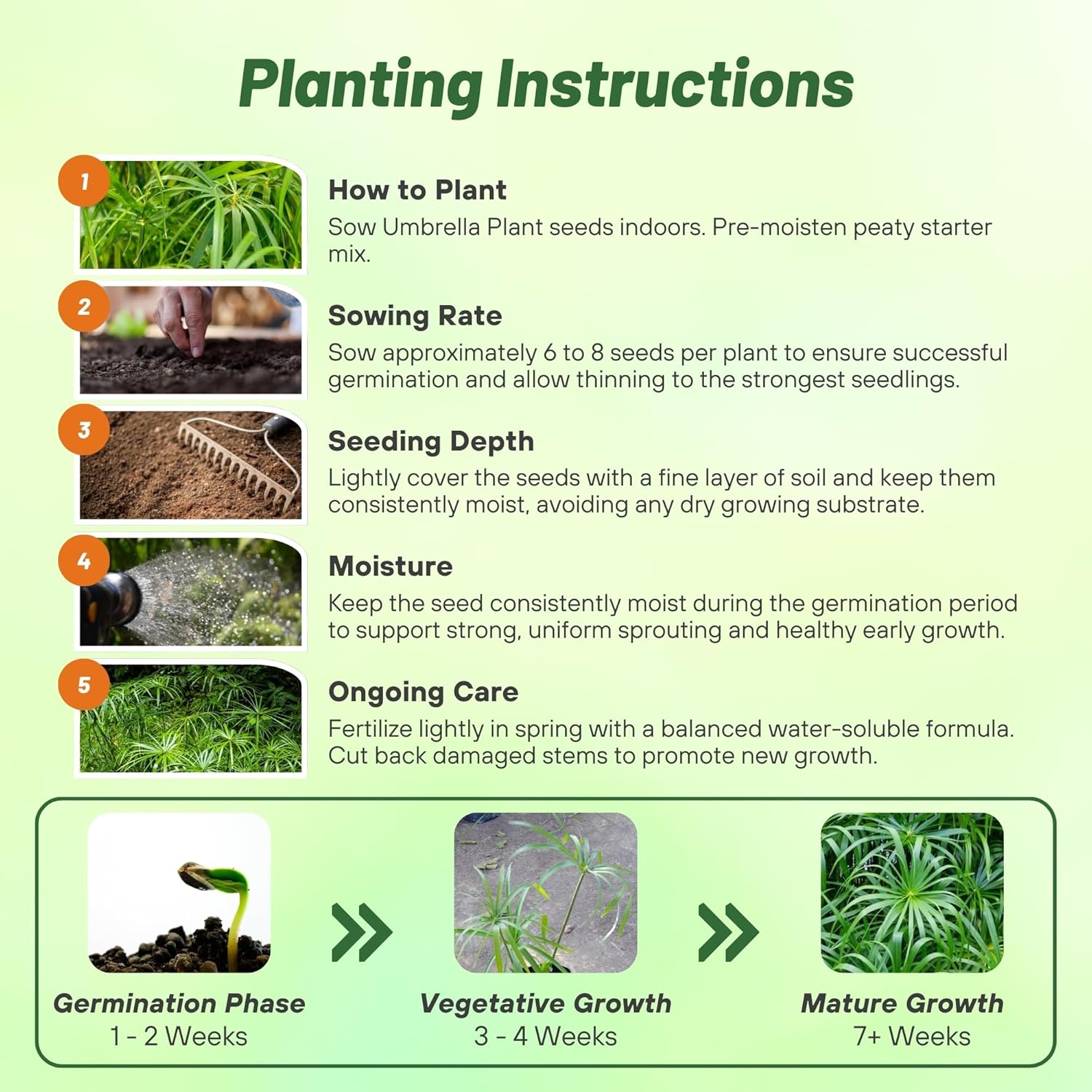Umbrella Plant Seed Planting Directions