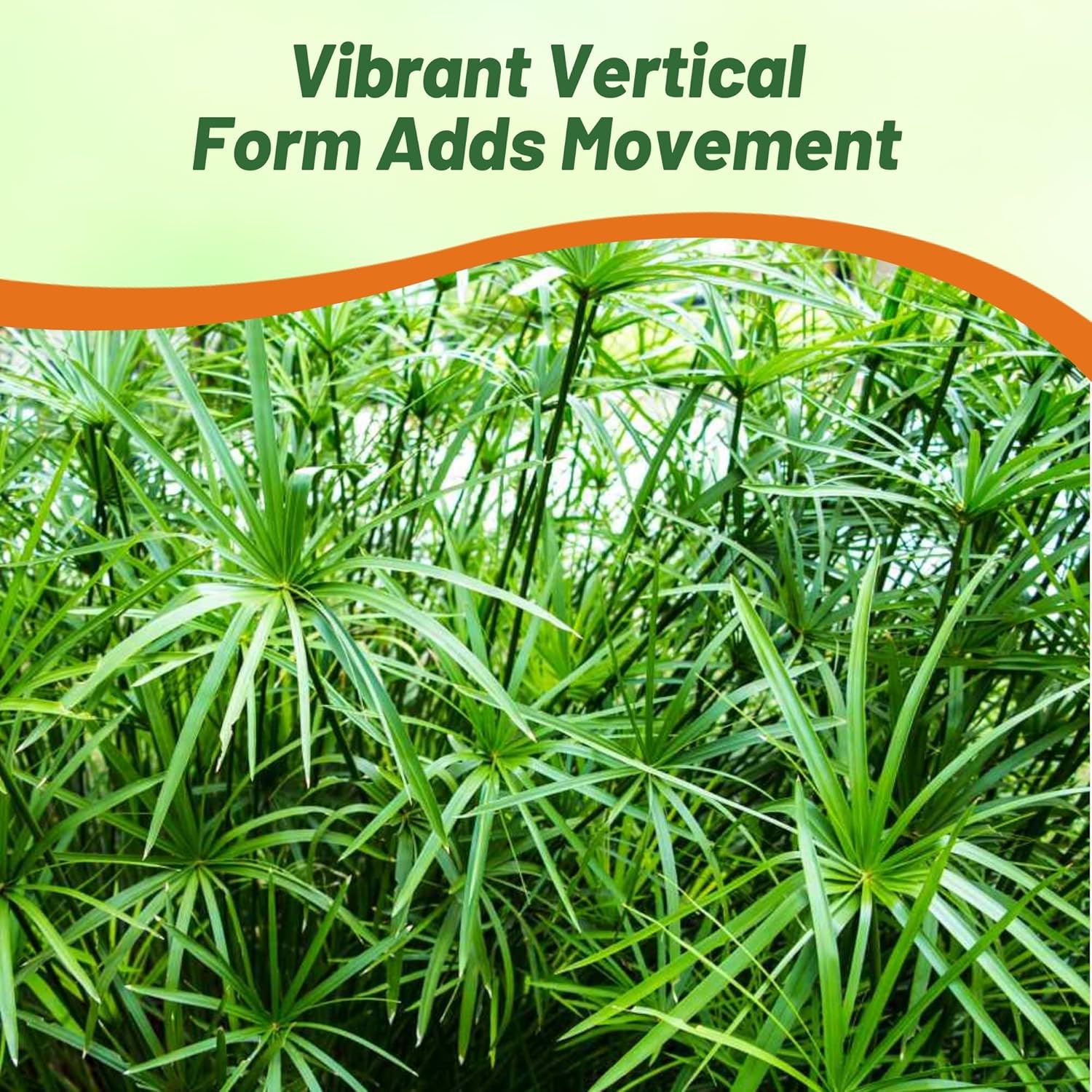 Umbrella Plant Palm Ornamental Garden