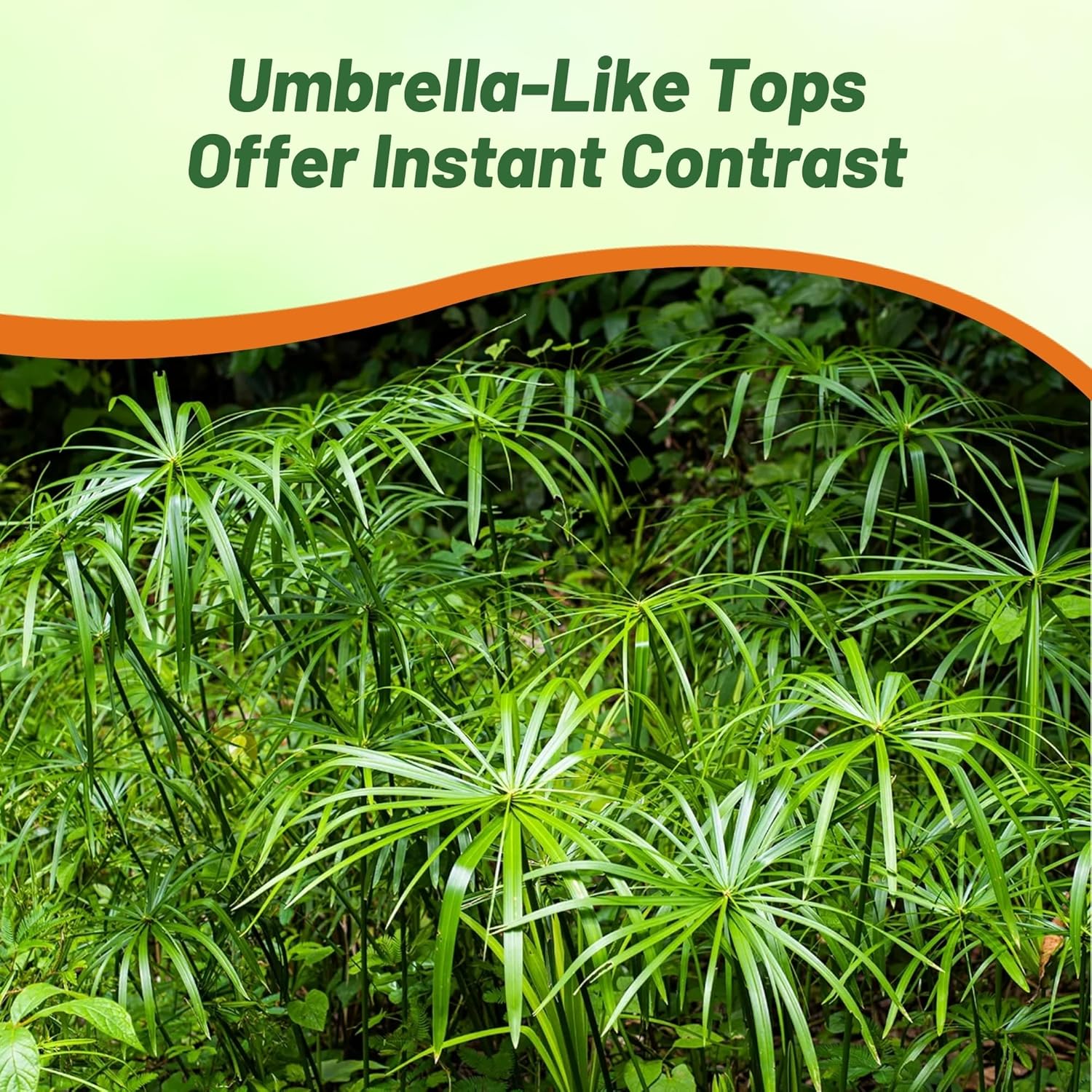 Umbrella Plant Grown From Seeds