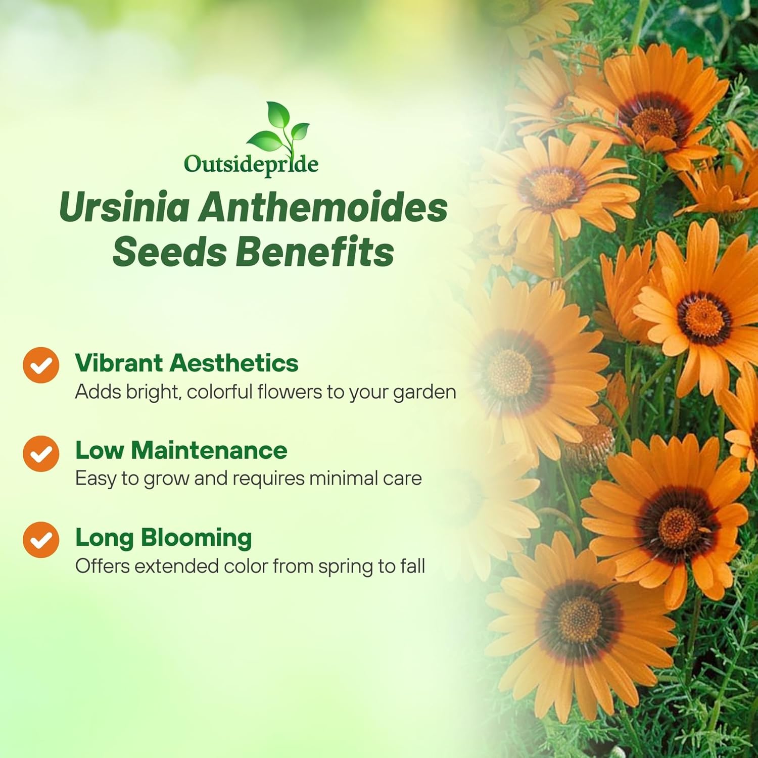 Orange Ursinia Garden Flowers