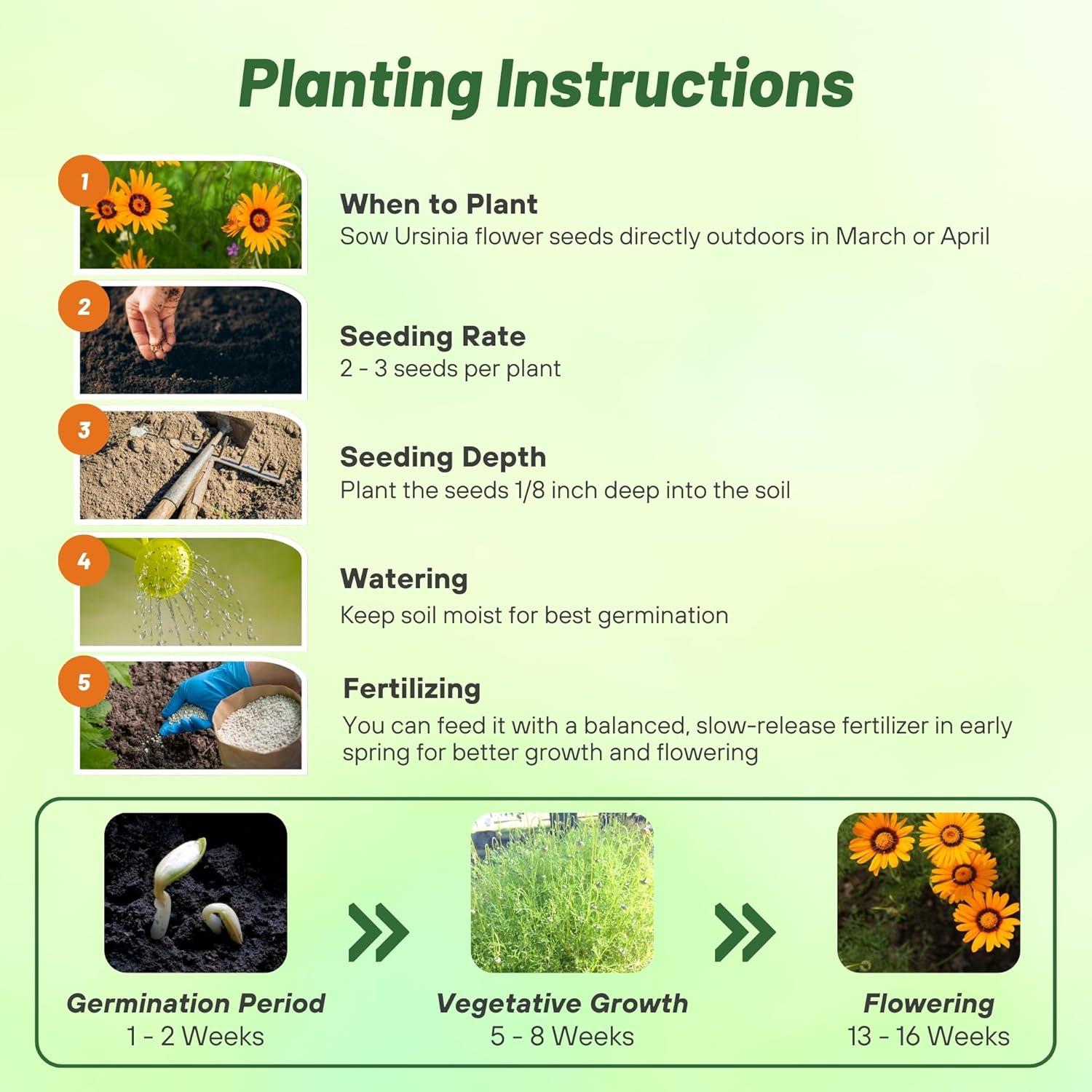 Ursinia Flower Seed Planting Directions