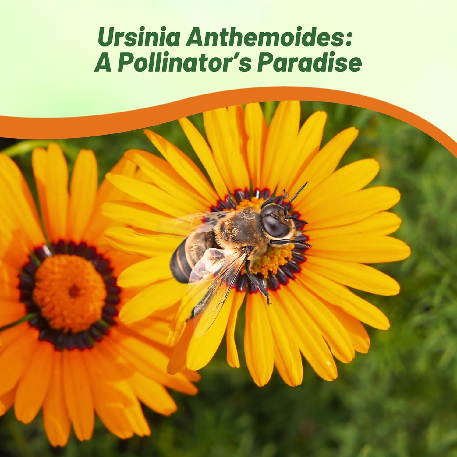 Ursinia Pollinating Orange Flowers