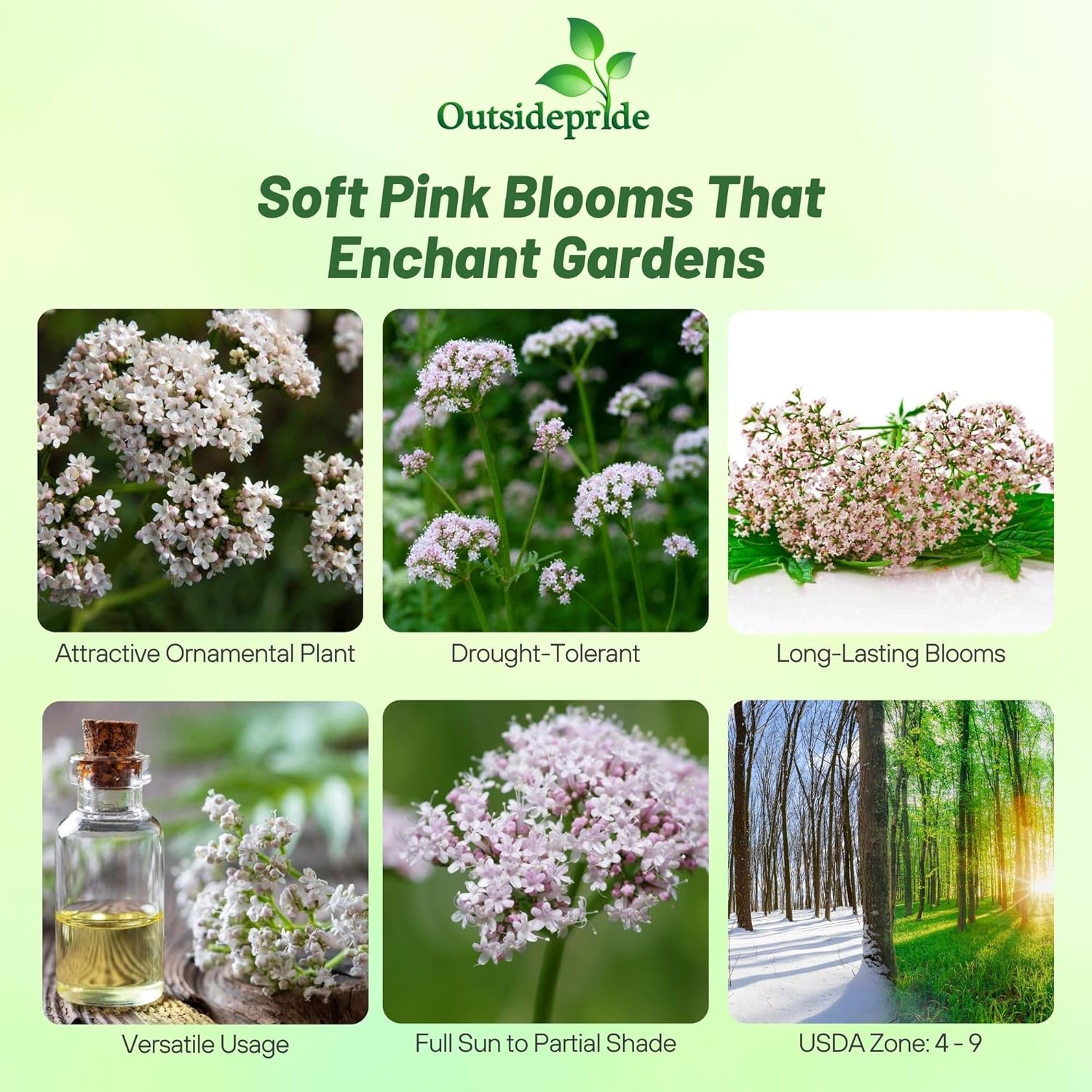 Valeriana Officinalis Herbs