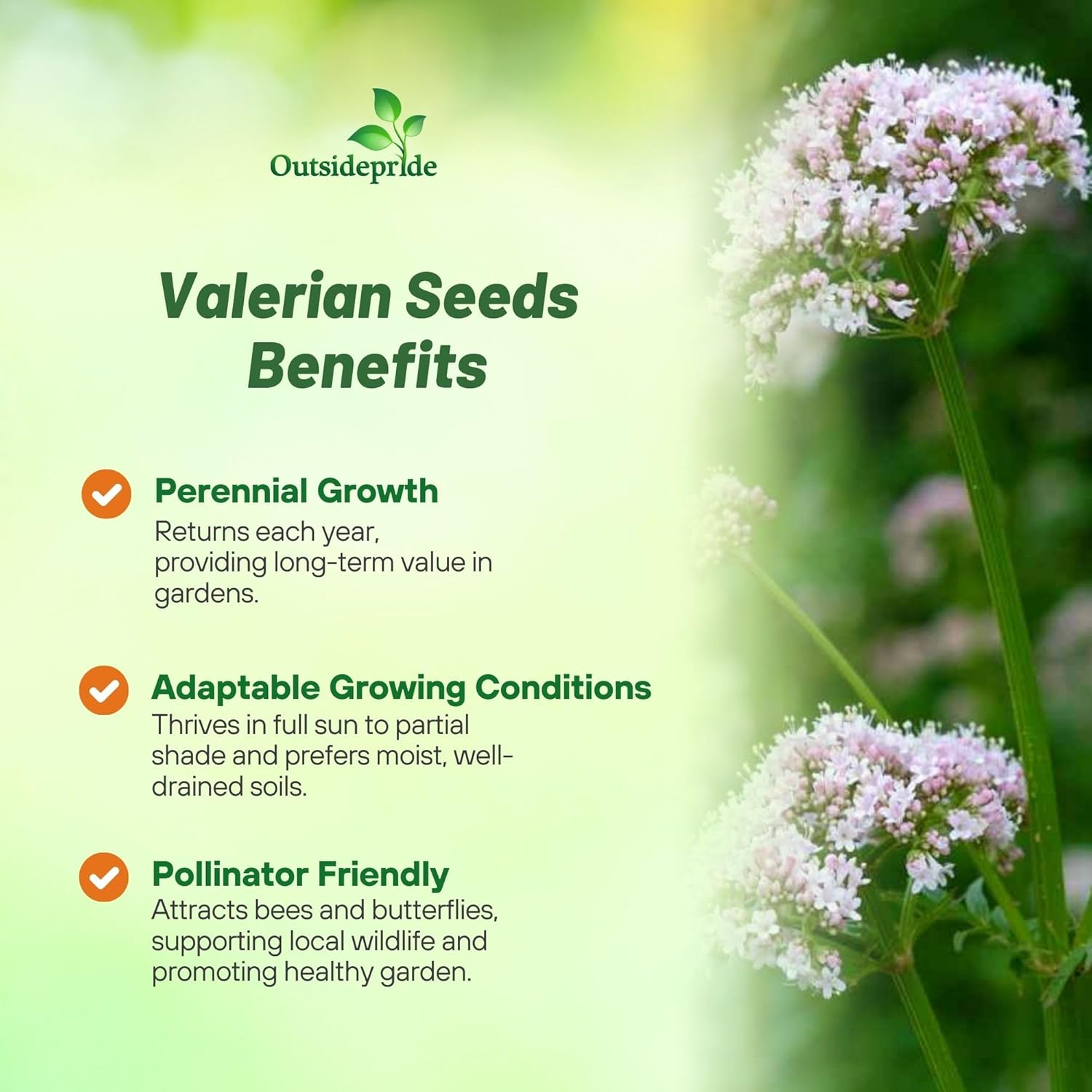 Valerian Medicinal Herb