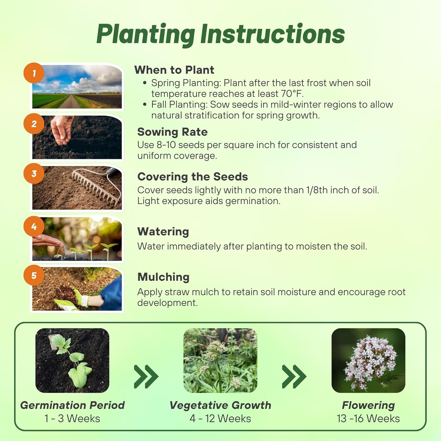 Valerian Herb Seed Planting Directions