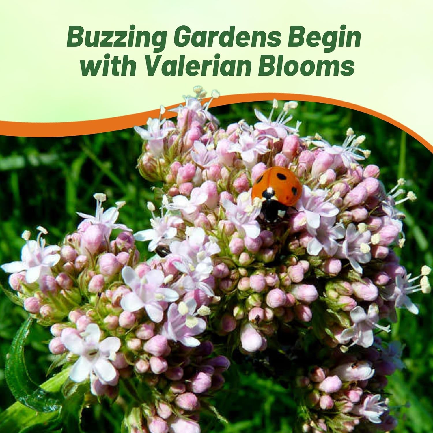 Garden Heliotrope Herb Plants