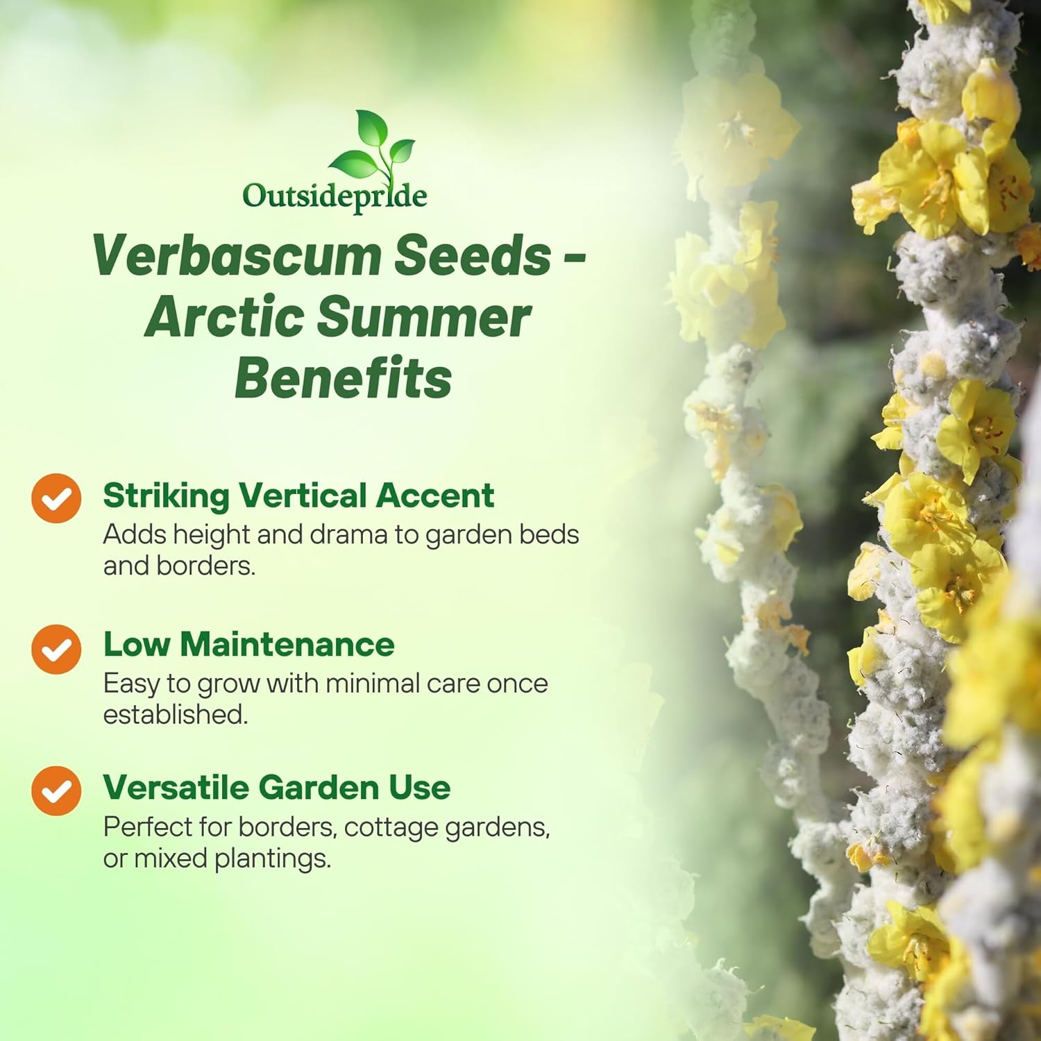 Mullein Arctic Summer Flowers
