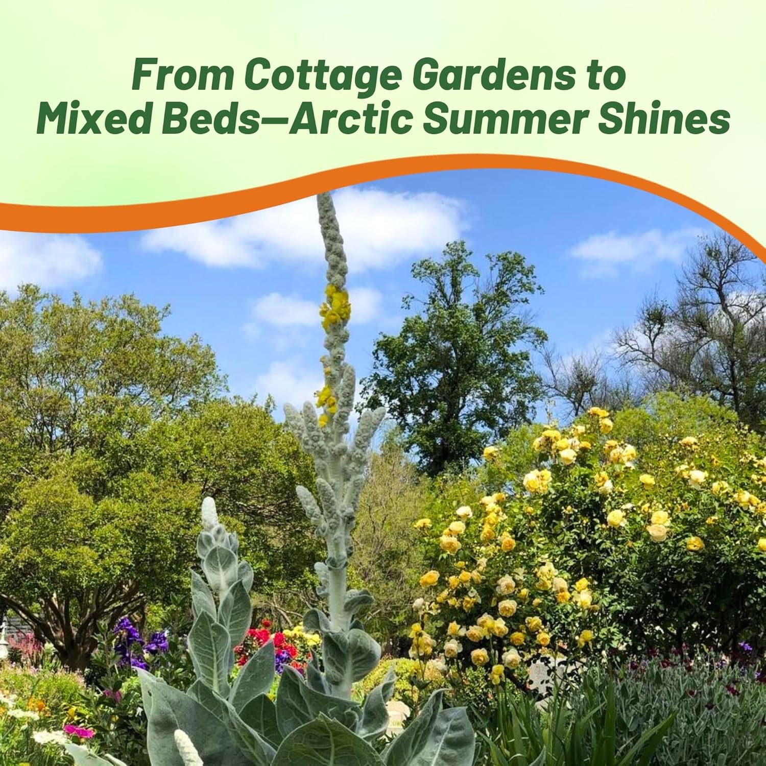 Ornamental Arctic Summer Mullein