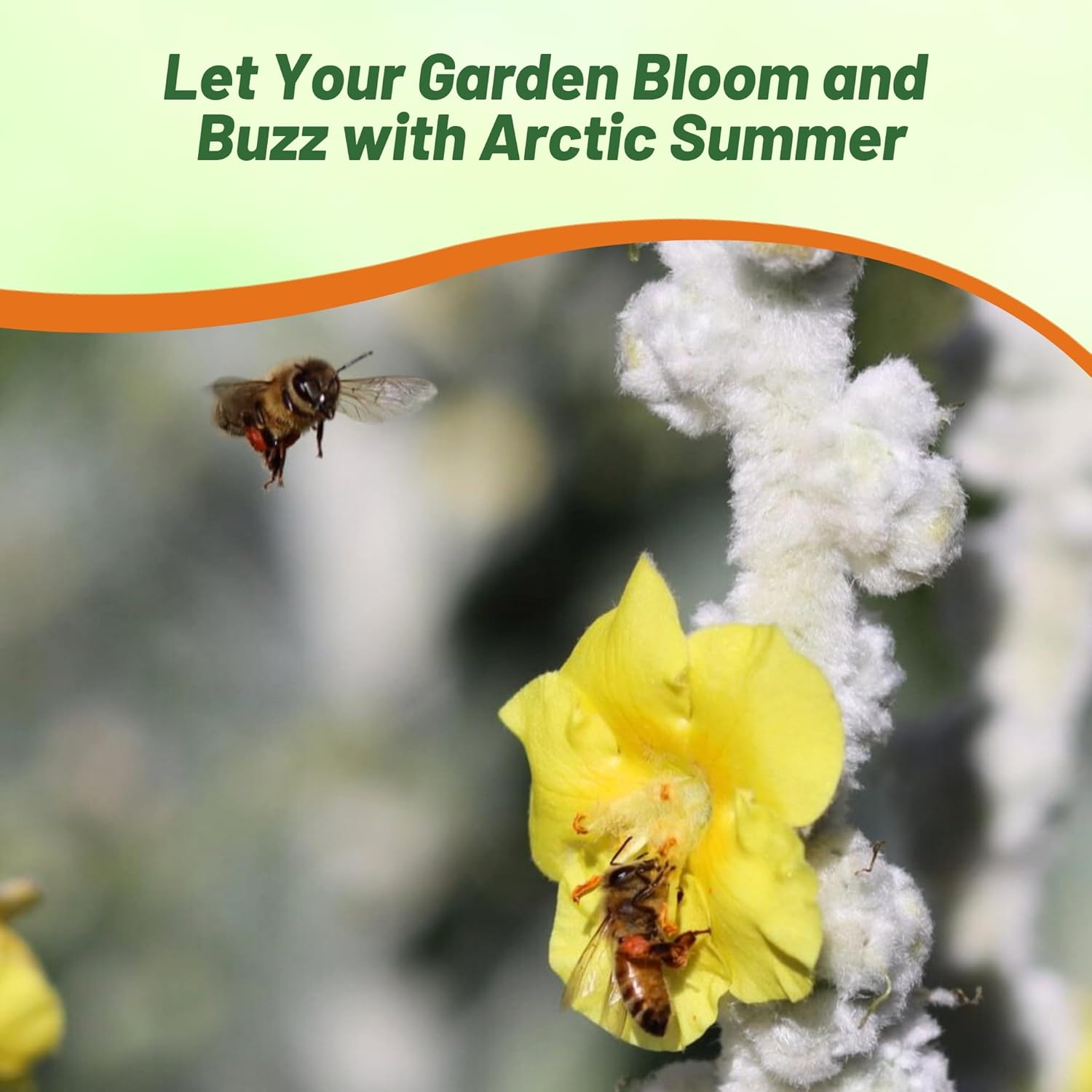 Drought & Heat Tolerant Verbascum Arctic Summer