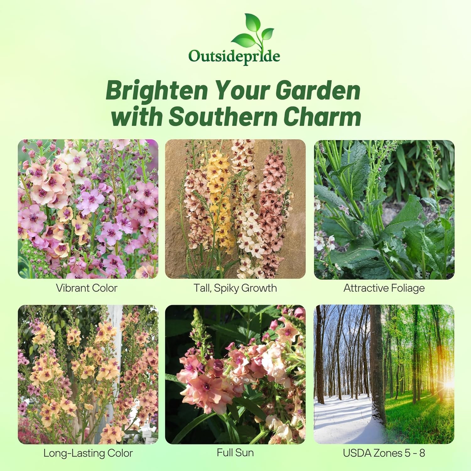 Verbascum Southern Charm Flower Garden