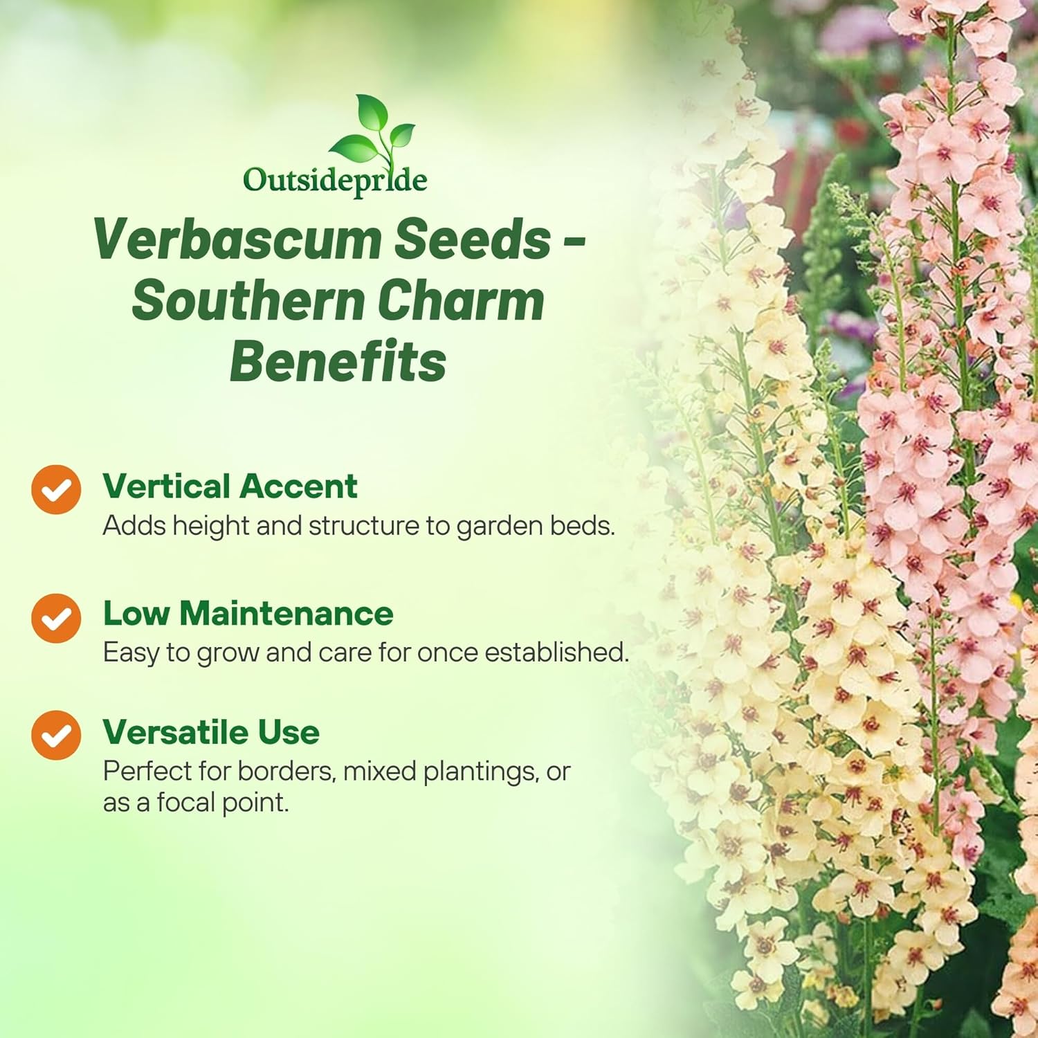 Mullein Southern Charm Flowers