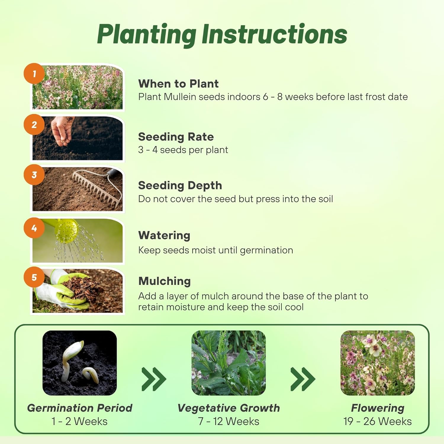 Mullein Southern Charm Herb Seed Planting Directions