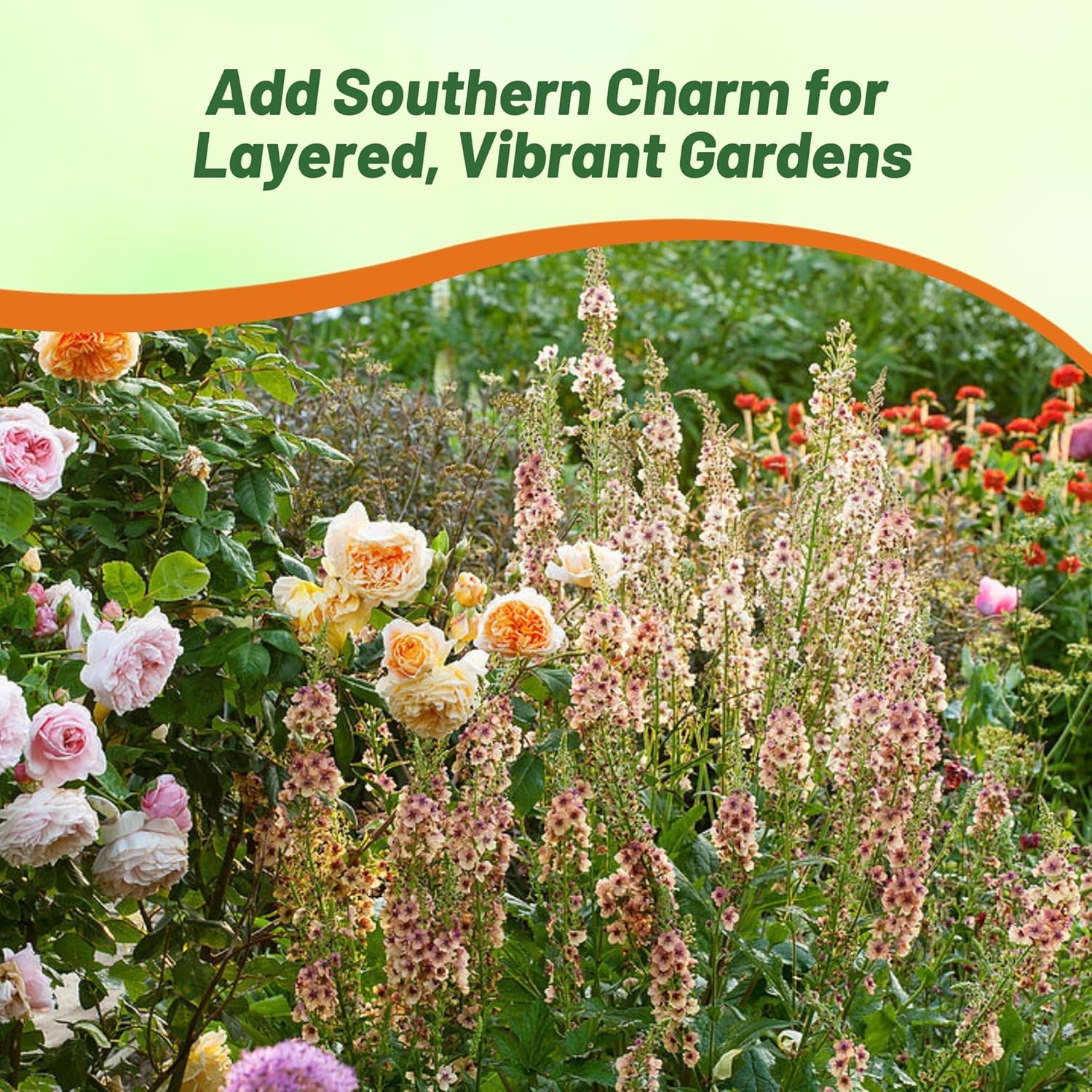 Ornamental Southern Charm Mullein
