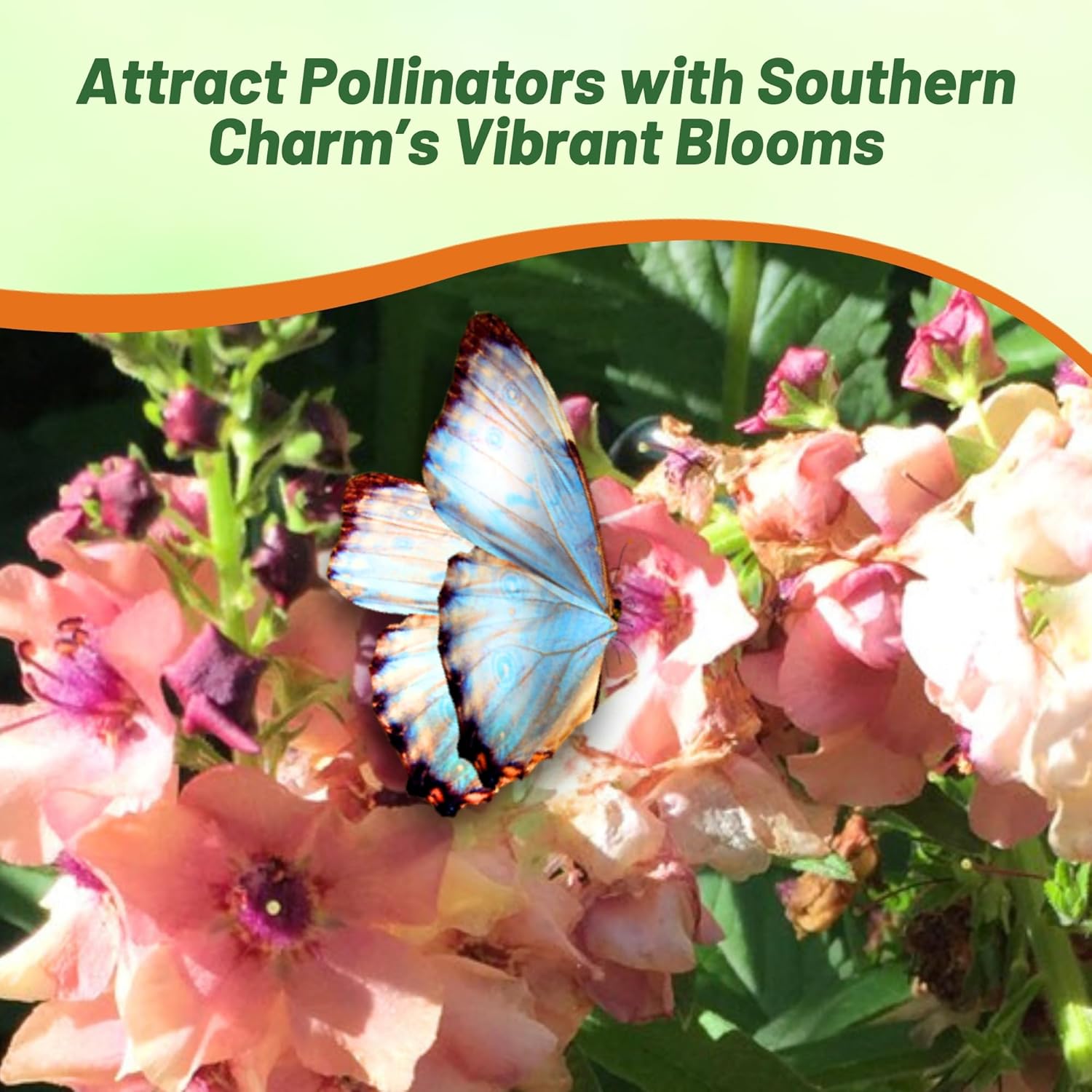 Drought & Heat Tolerant Verbascum Southern Charm