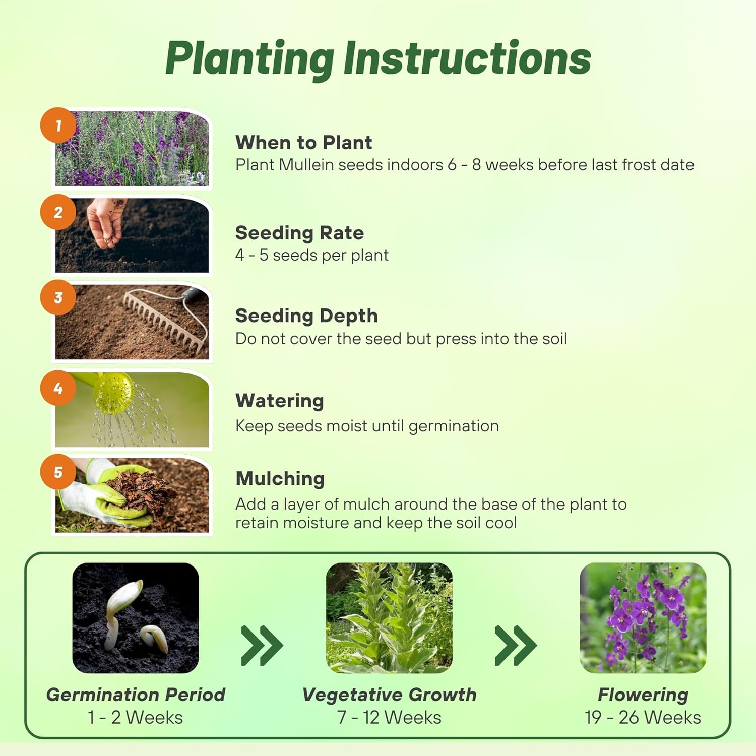 Mullein Violetta Herb Seed Planting Directions