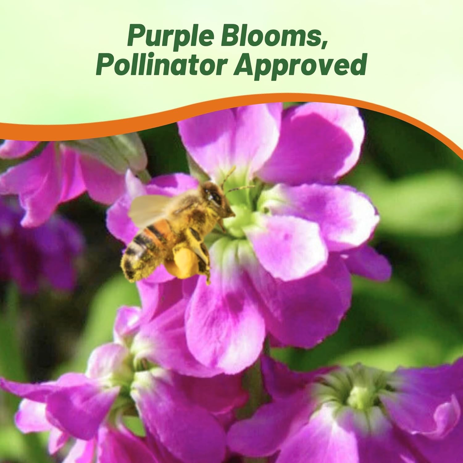 Drought & Heat Tolerant Verbascum Violetta