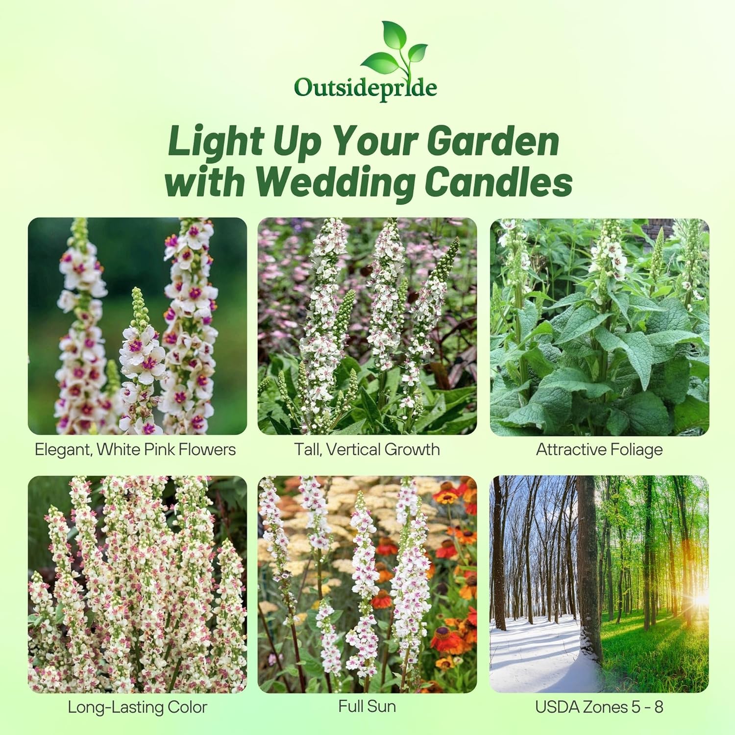 Verbascum Wedding Candles Flower Garden