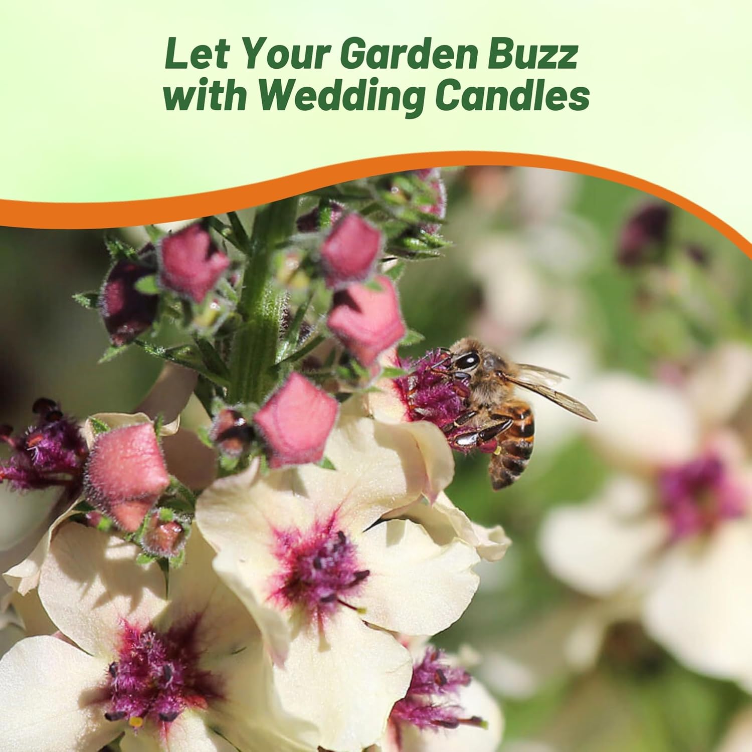 Drought & Heat Tolerant Verbascum Wedding Candles