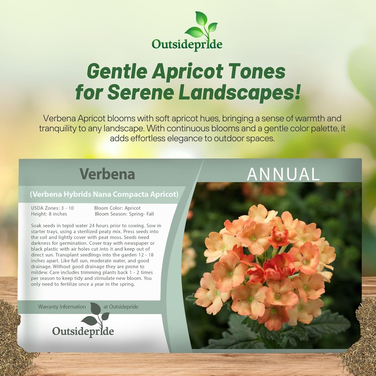 Verbena Apricot Flower Seed Packet