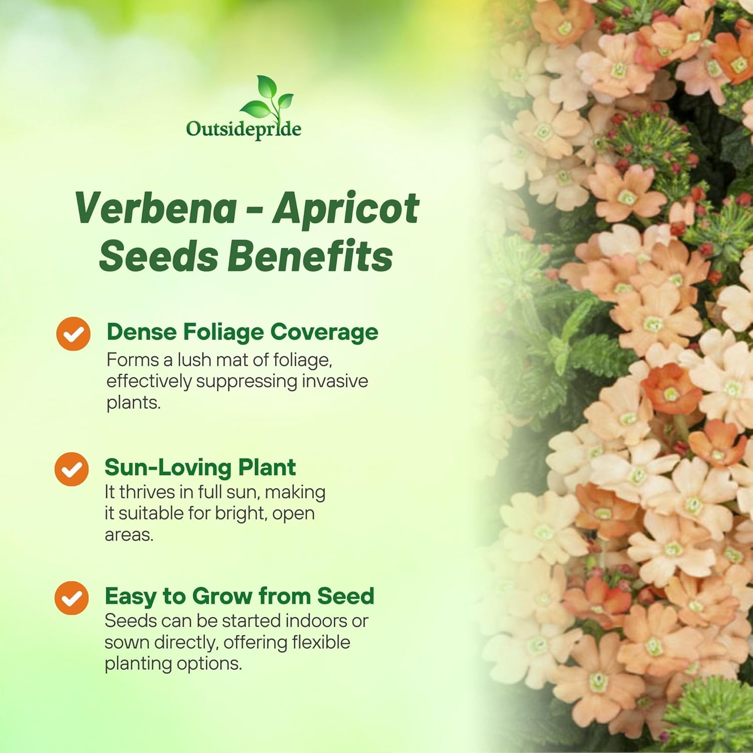 Verbena Apricot Ground Cover