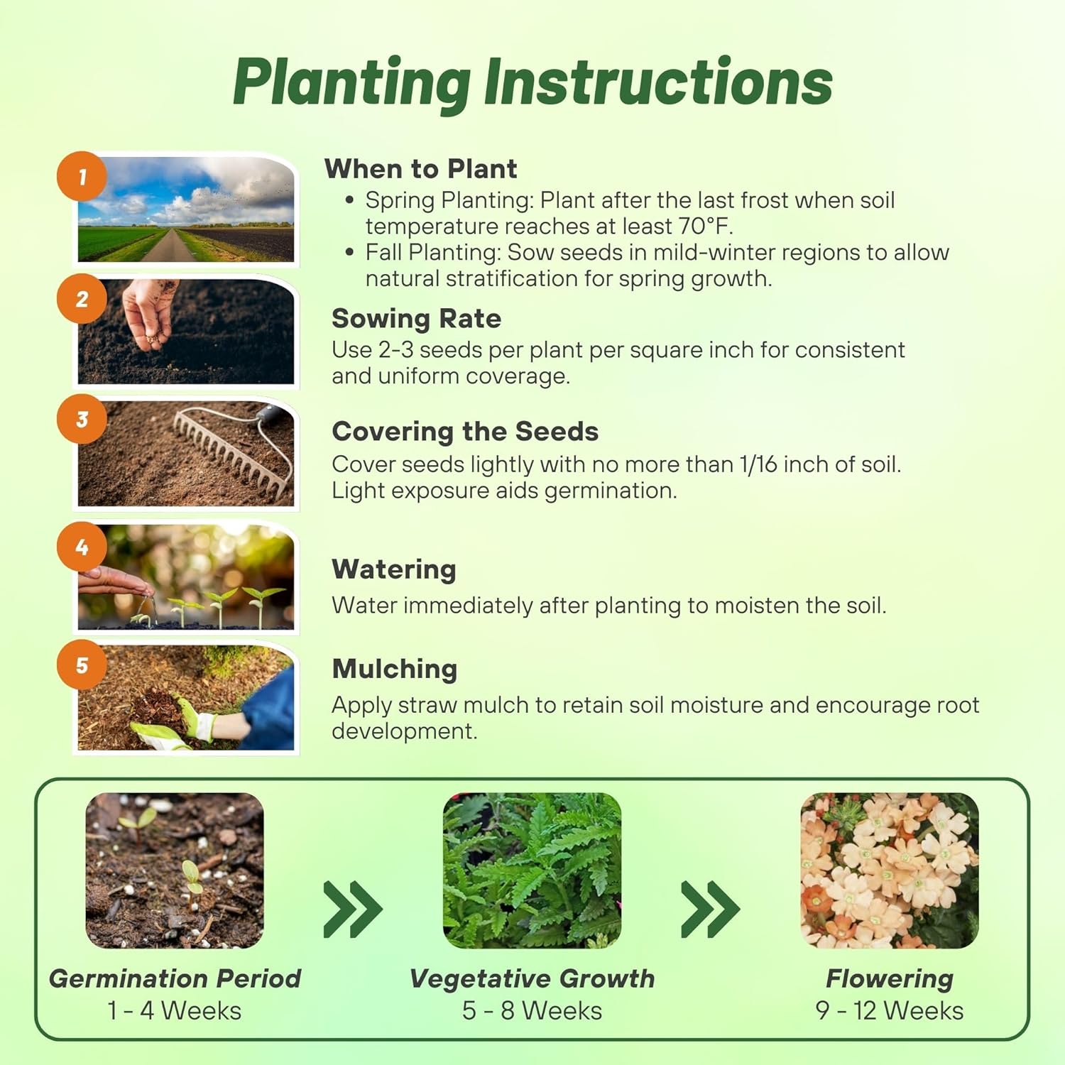 Verbena Apricot Planting Directions