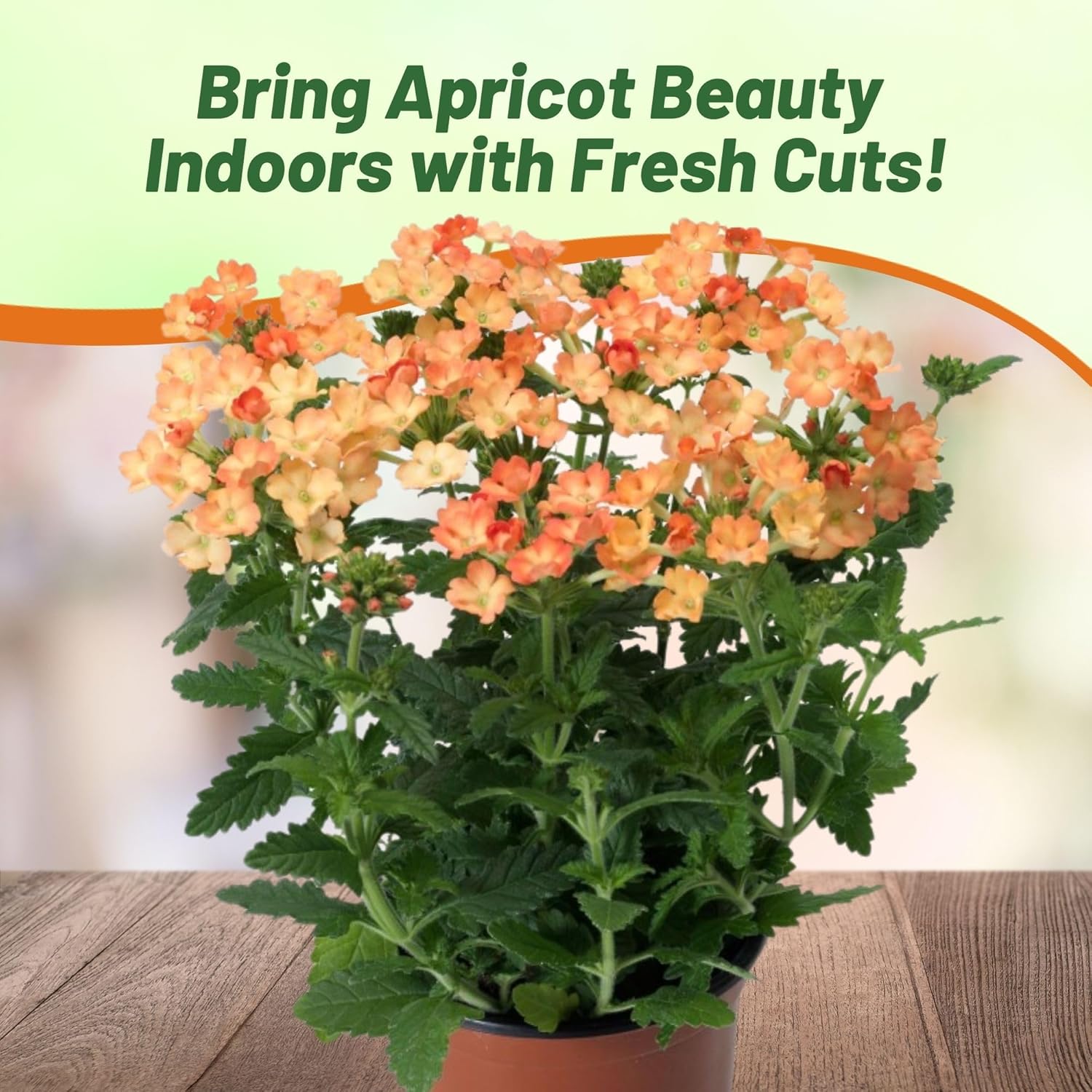 Verbena Apricot Flower Seeds