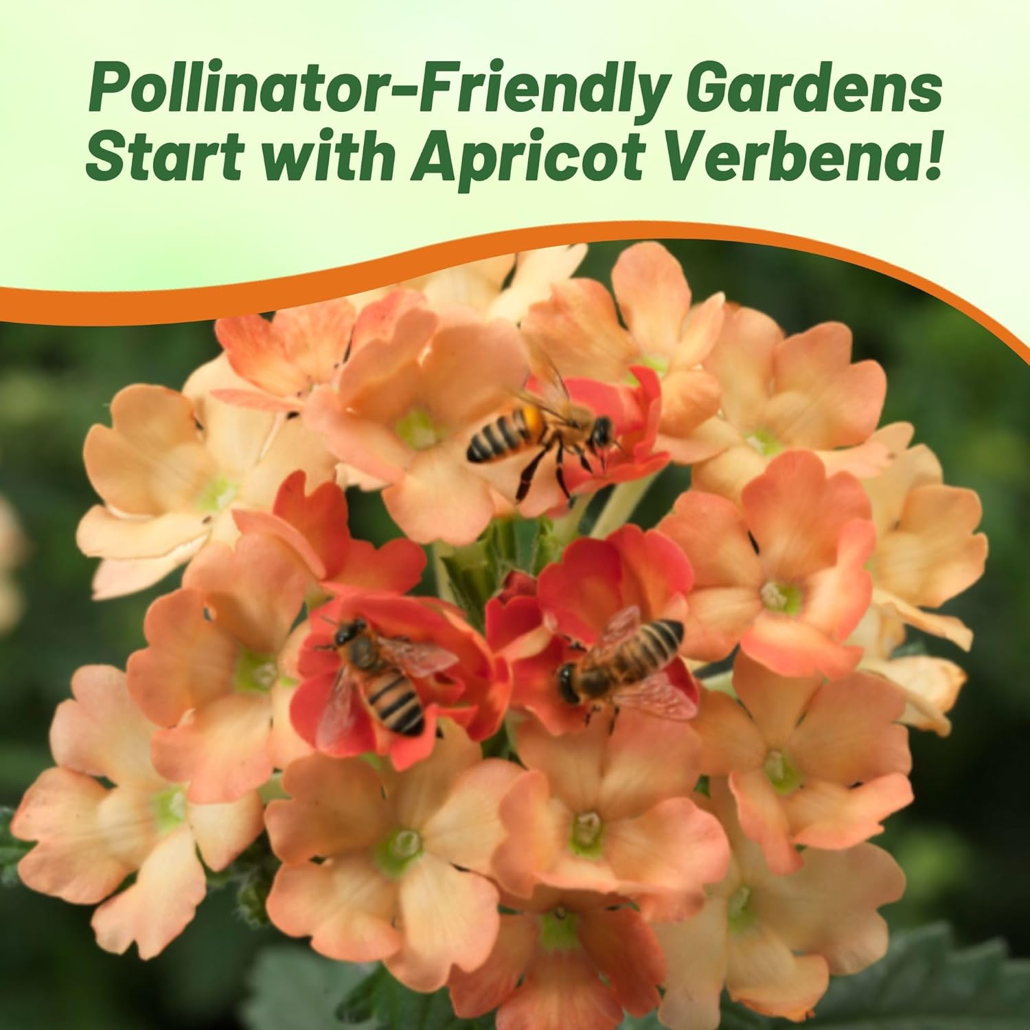 Verbena Apricot Flower Garden