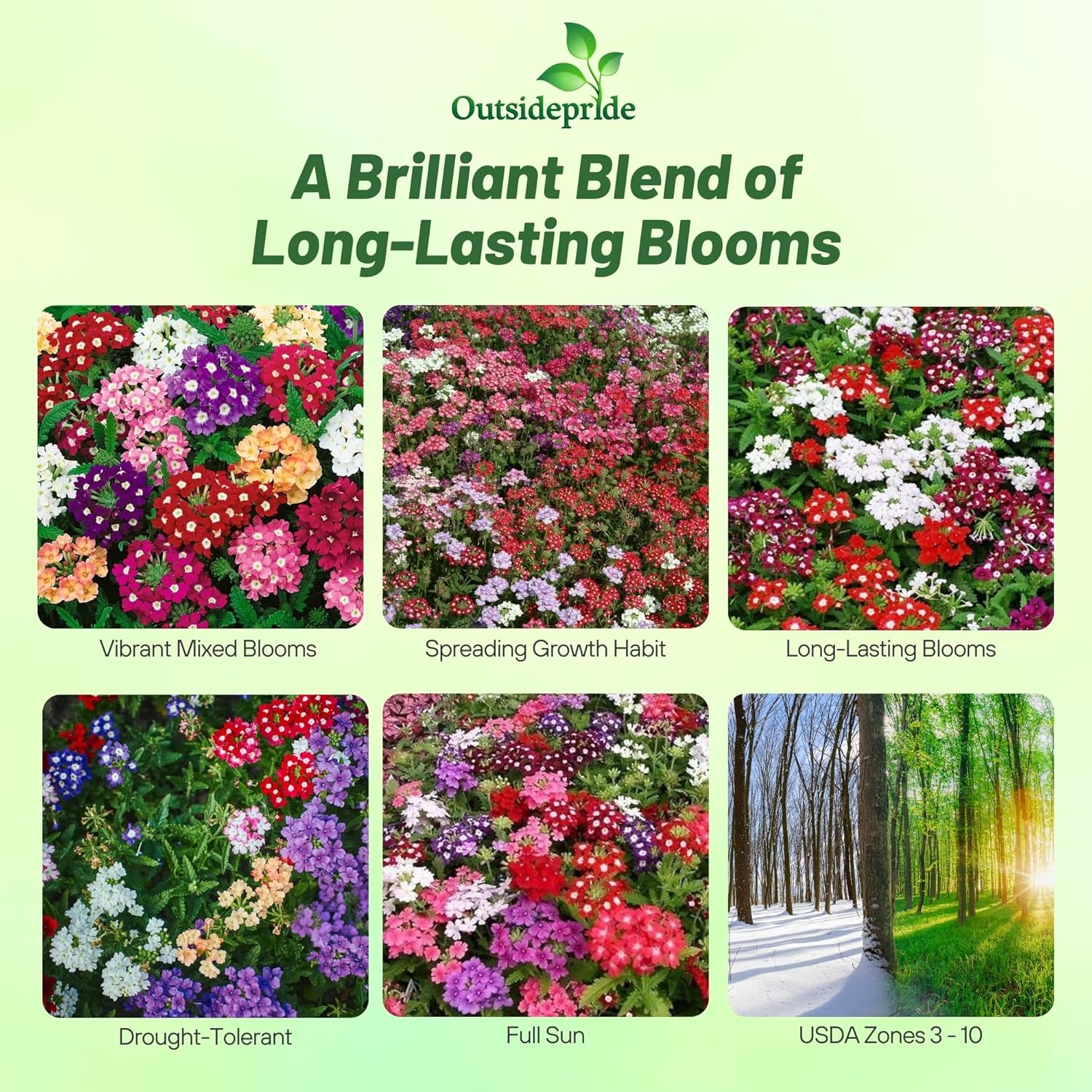 Verbena Flower Seed Mix