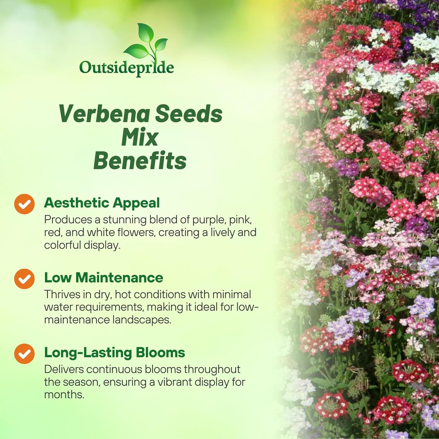 Verbena Low Growing Seed Mix