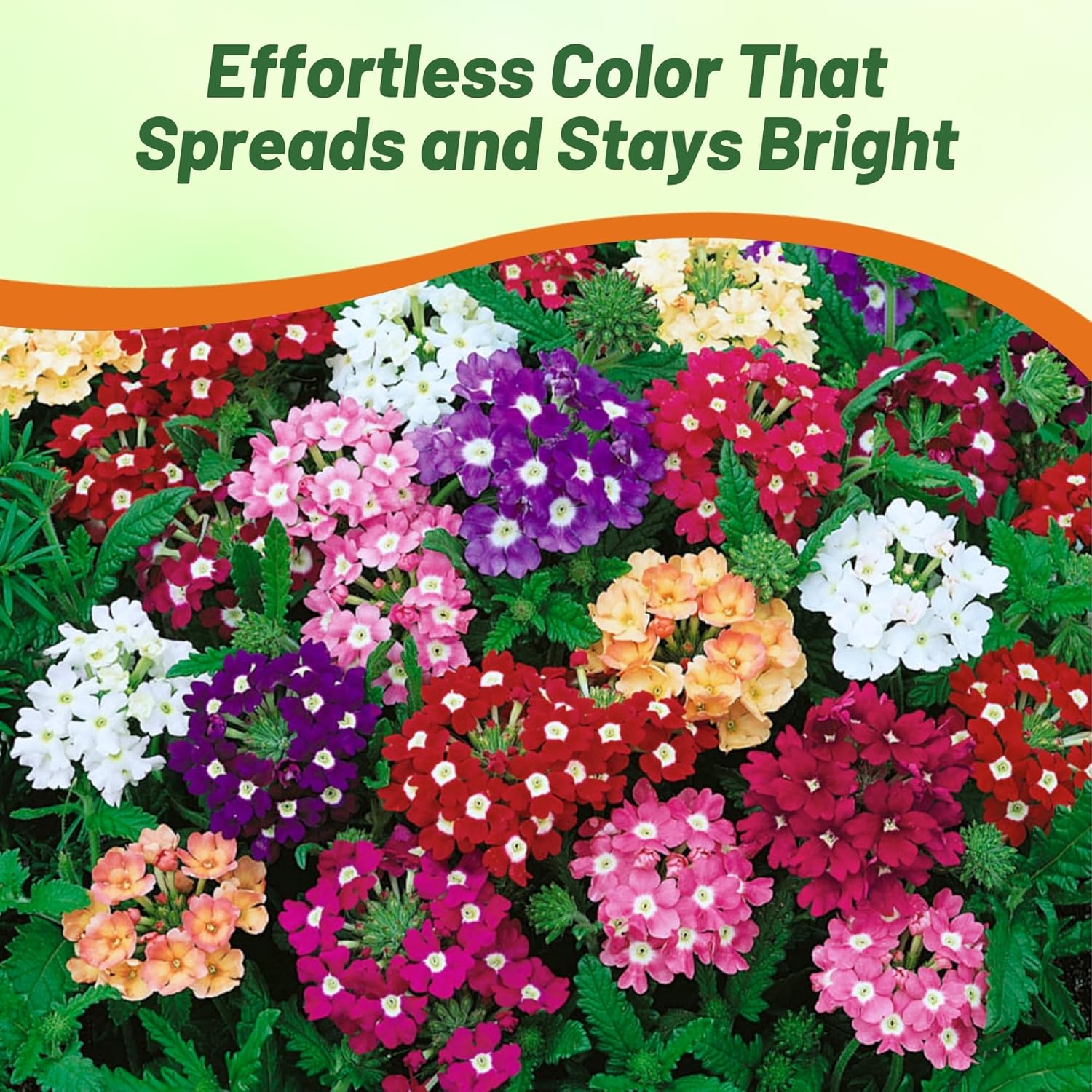 Verbena Compact Ground Cover Seed Mix