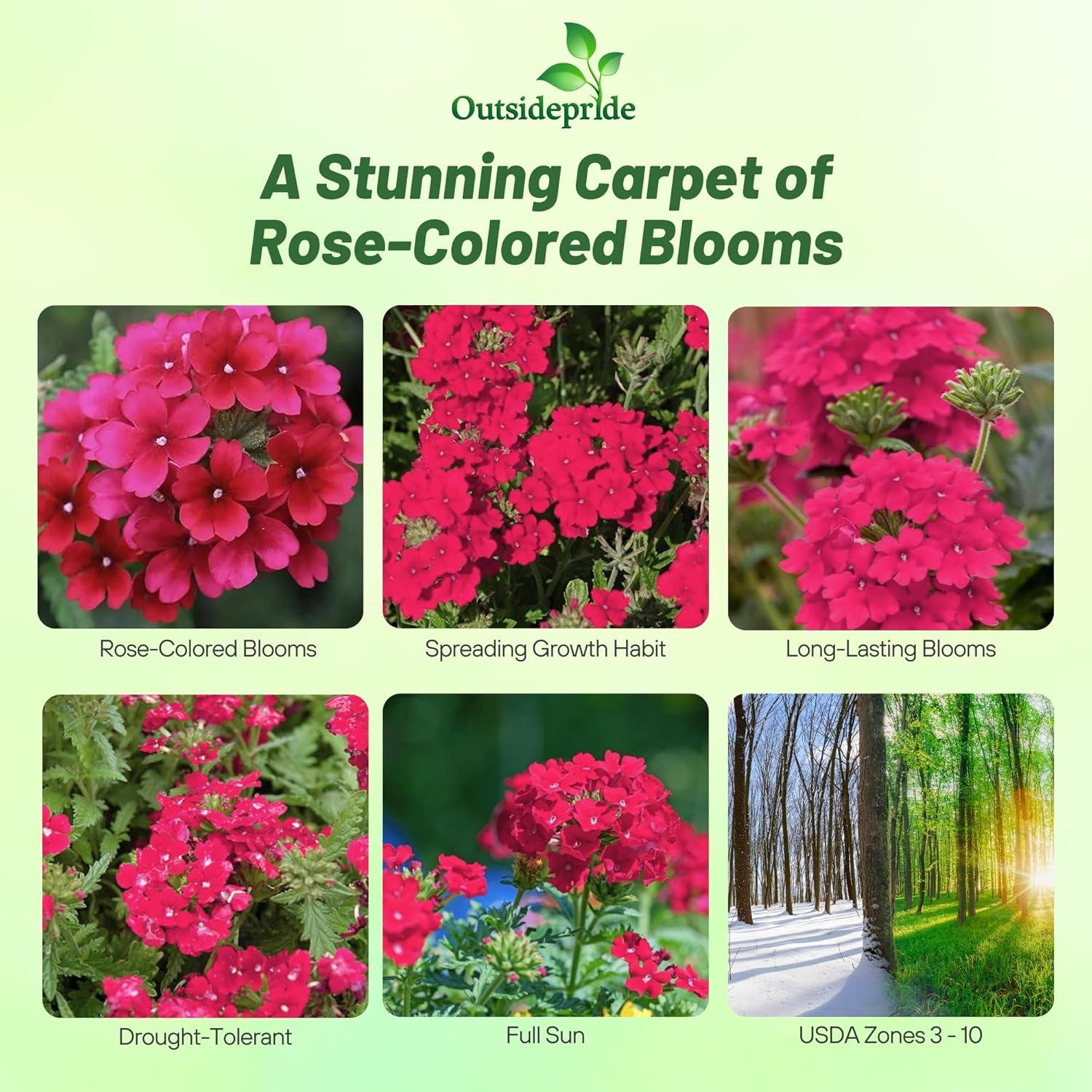Verbena Rose Ground Cover Plants
