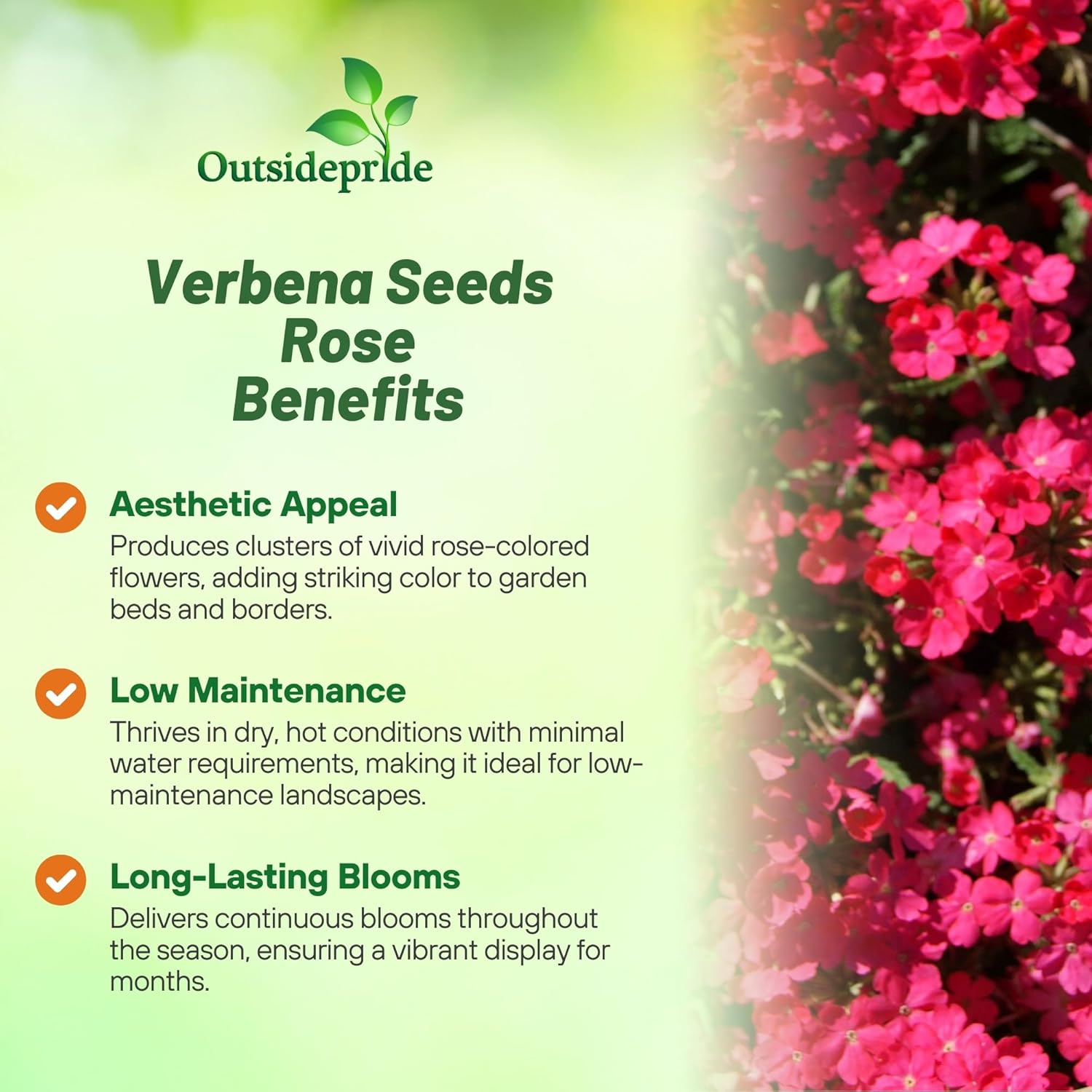 Verbena Rose Ground Cover