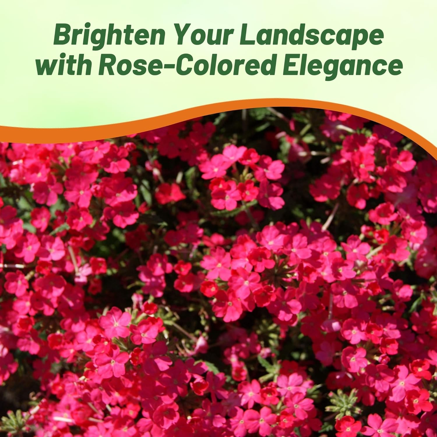 Verbena Hybrids Nana Compacta Rose