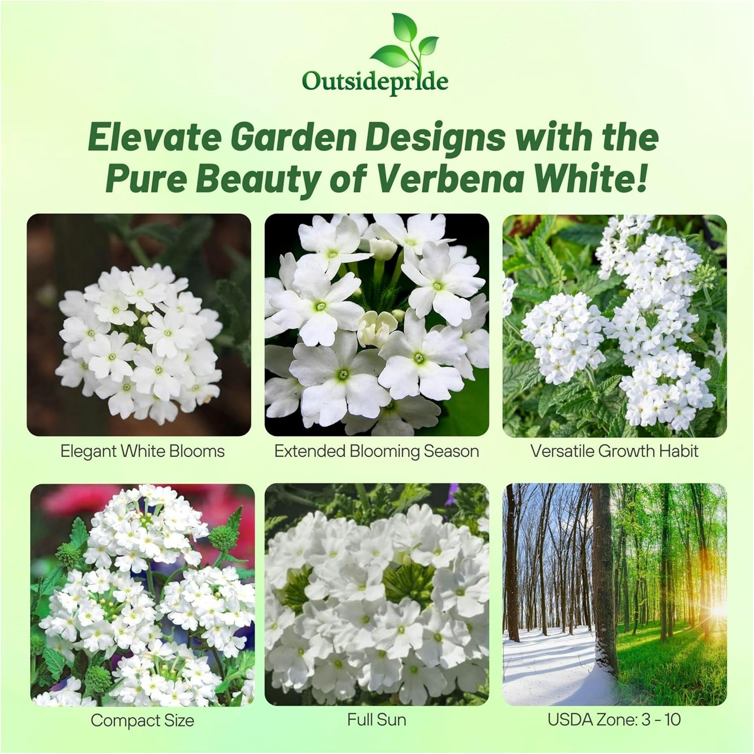 Verbena White Low Growing Ground Cover