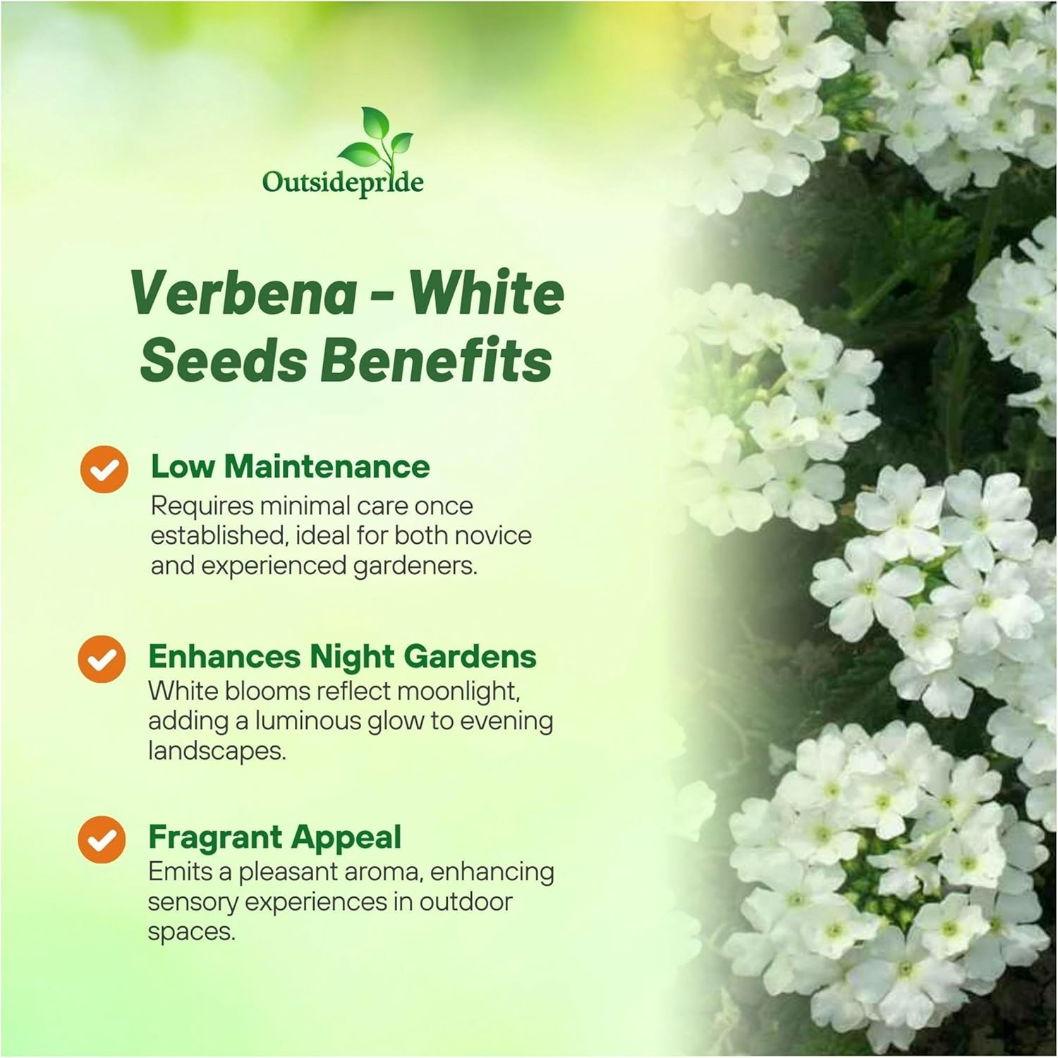 Verbena White Flower Seeds