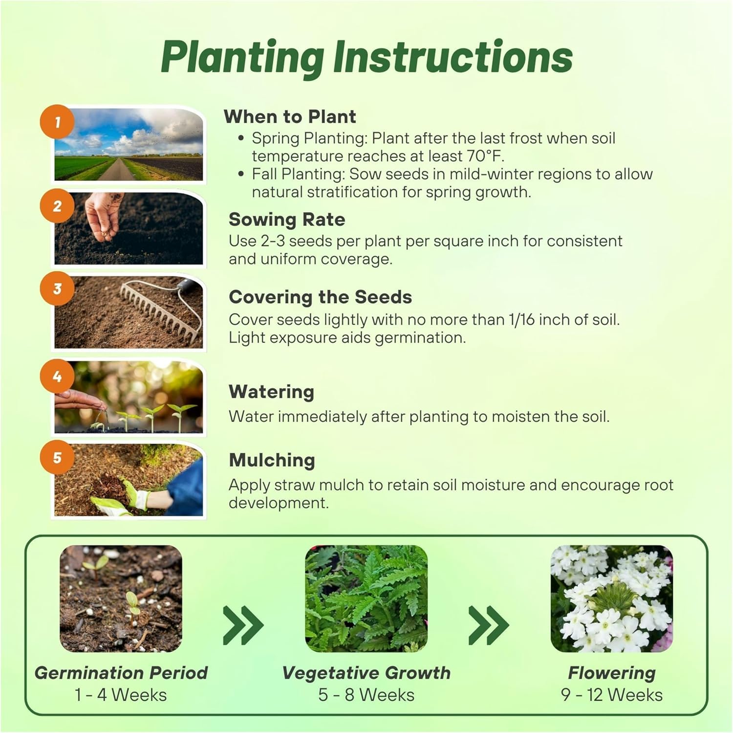 Verbena White Planting Directions