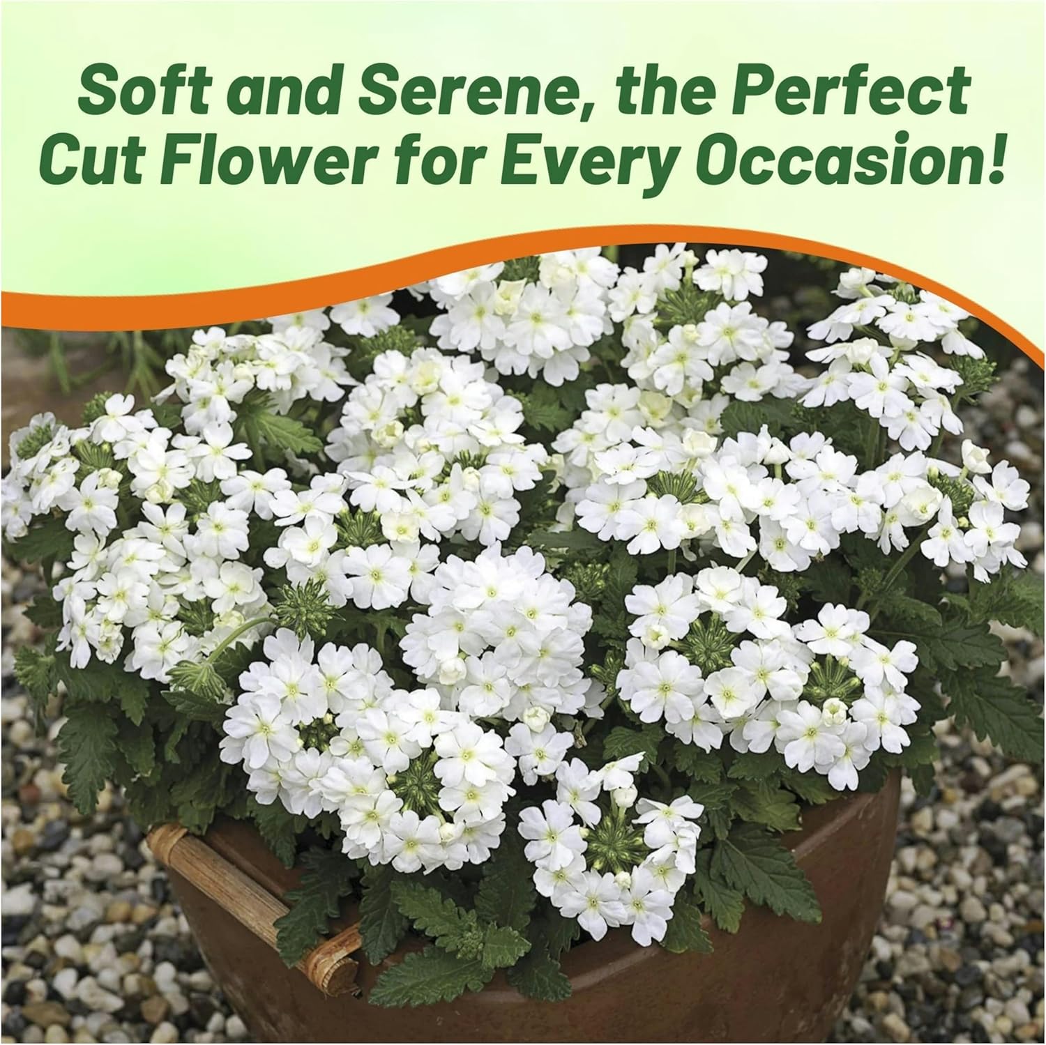 Verbena White Flower Garden