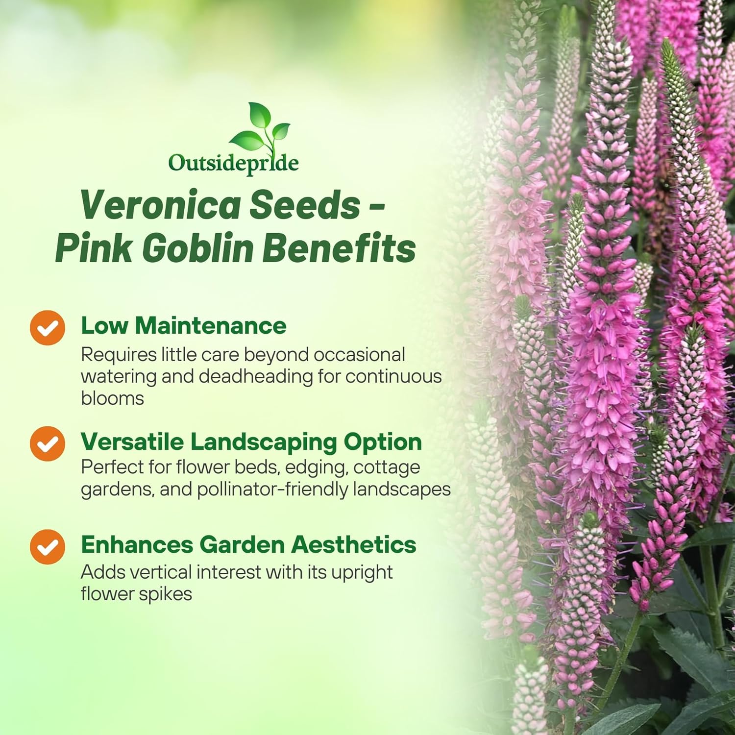 Veronica Spicata Pink Goblin Flowers