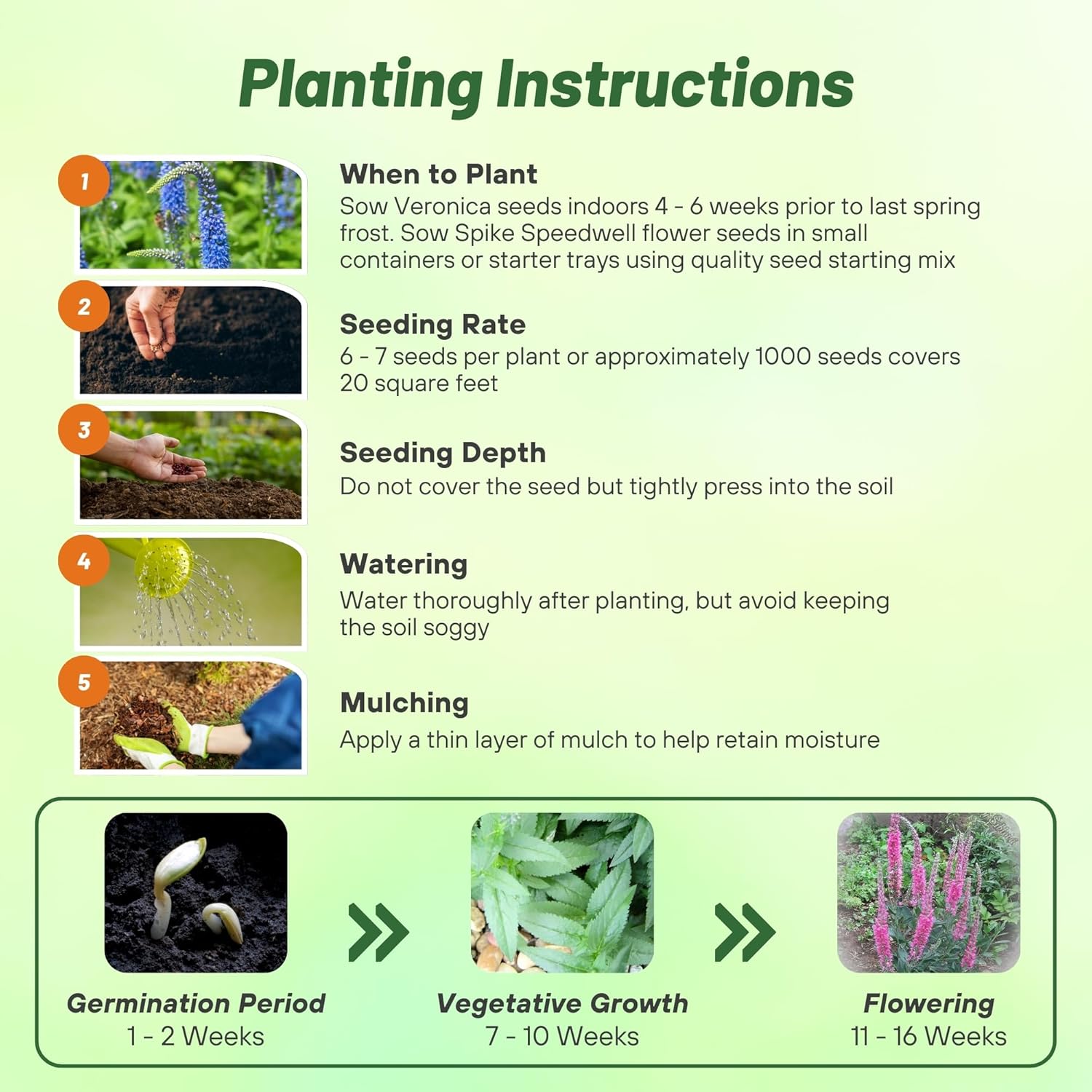 Veronica Pink Goblin Planting Directions