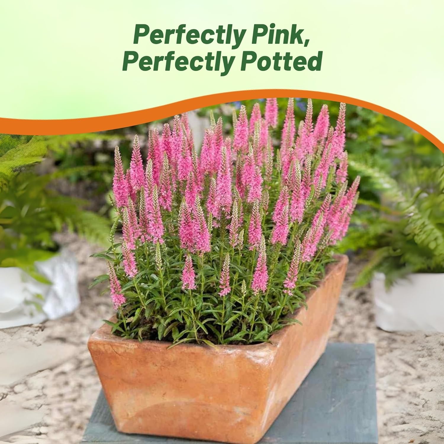 Veronica Pink Goblin Flower Garden