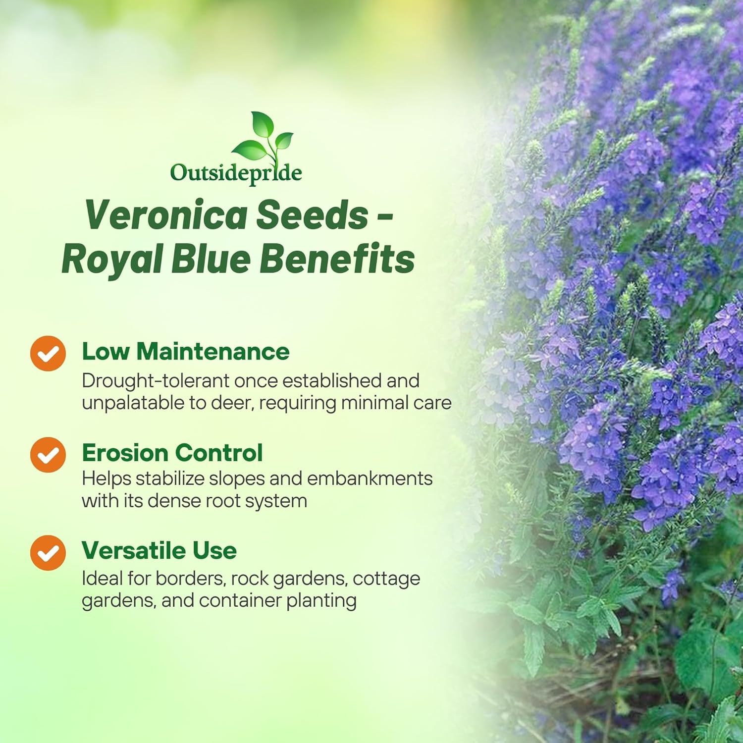 Veronica teucrium Royal Blue