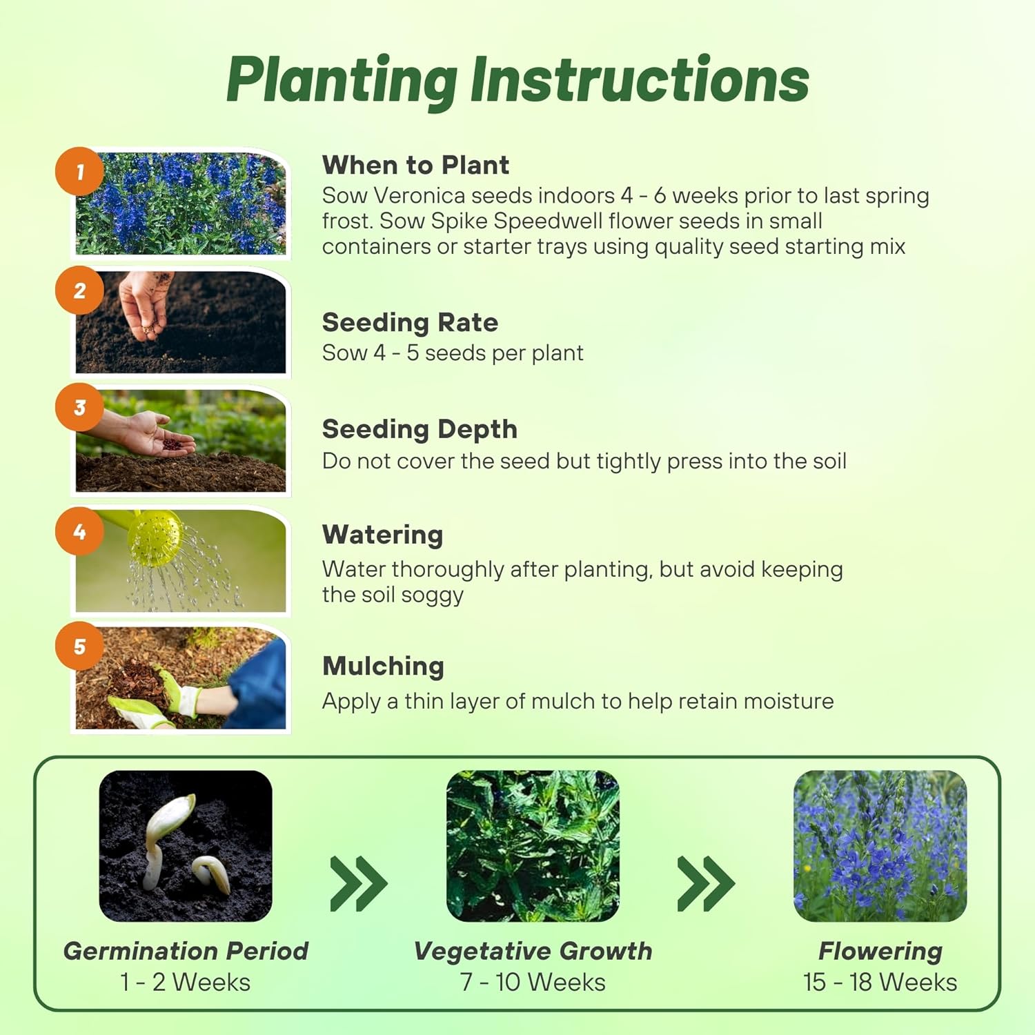 Veronica Royal Blue Planting Directions