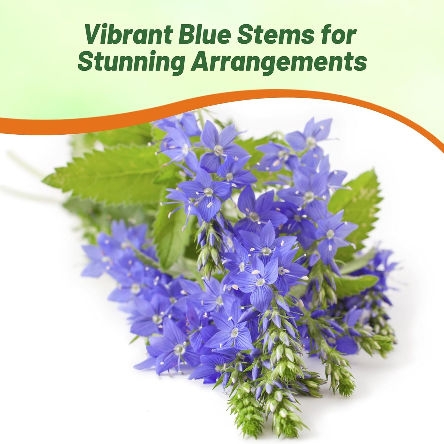 Veronica Royal Blue Flower Seeds