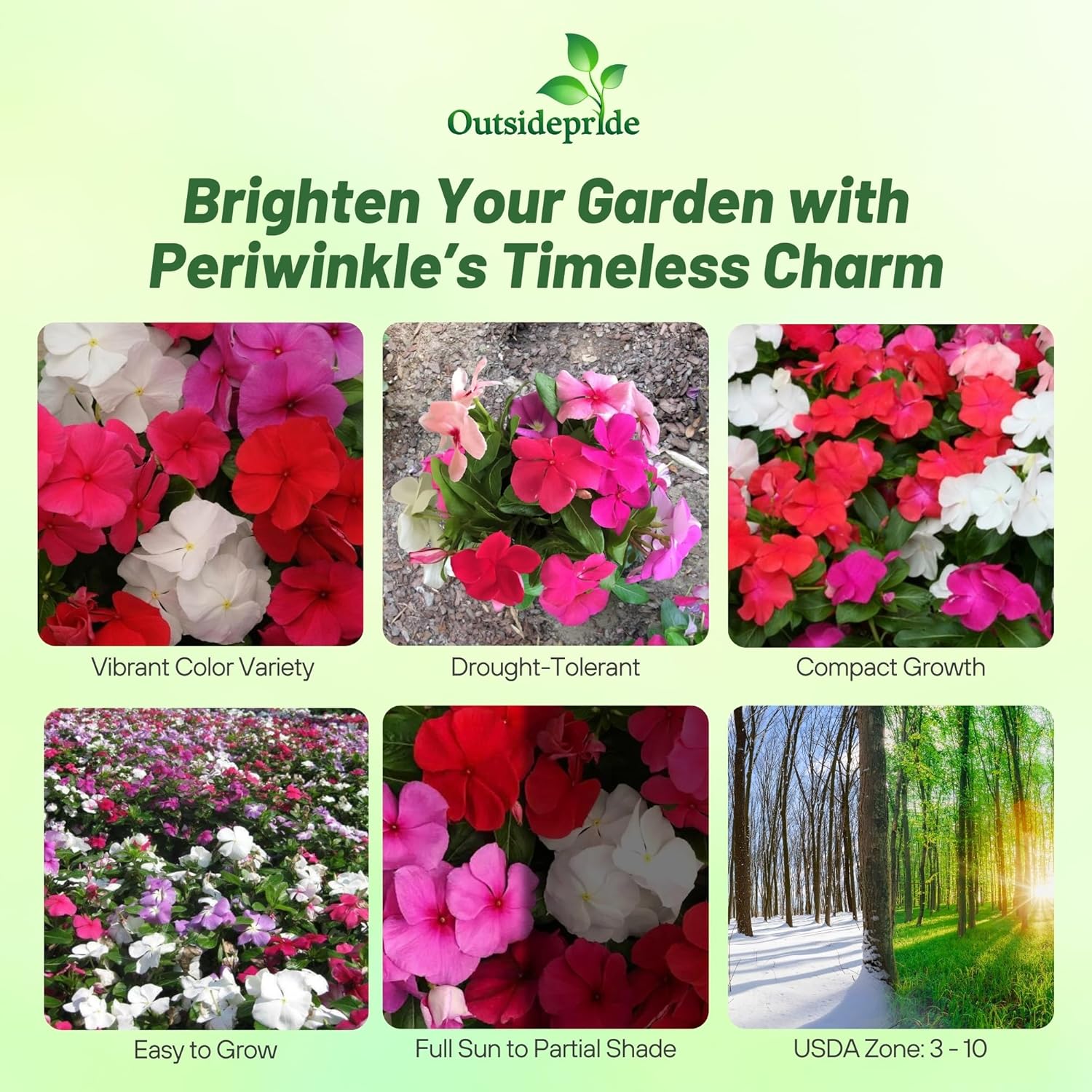 Vinca Titan Seed Clear Flower Mix