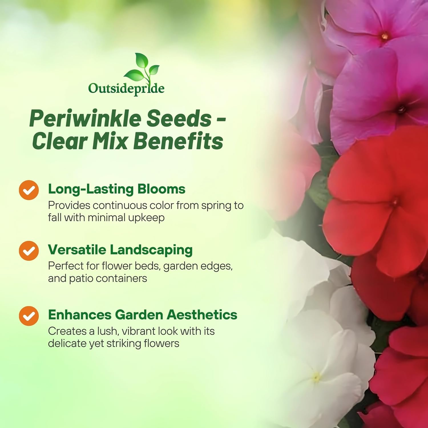 Vinca Titan Seed Clear Groundcover Mix