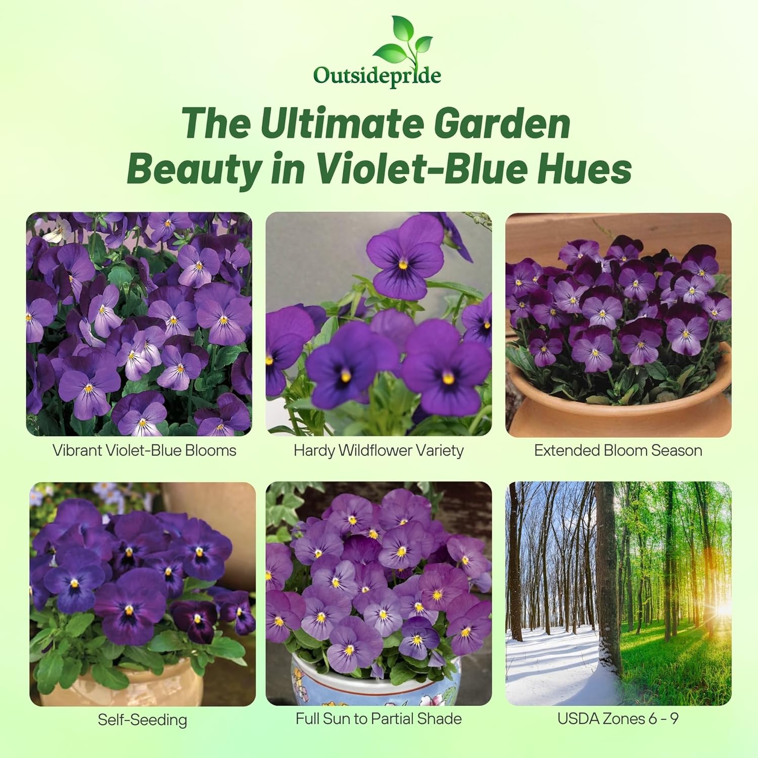 Viola Admiration Potted Plants