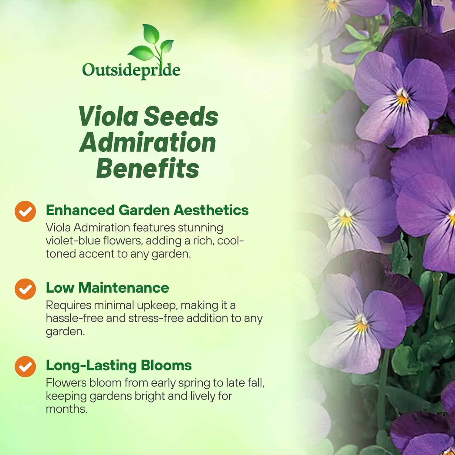 Viola Admiration Container Flowers