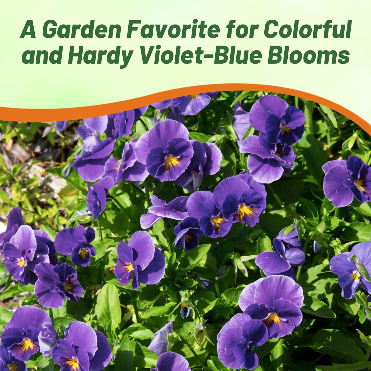 Viola Admiration Flower Seeds