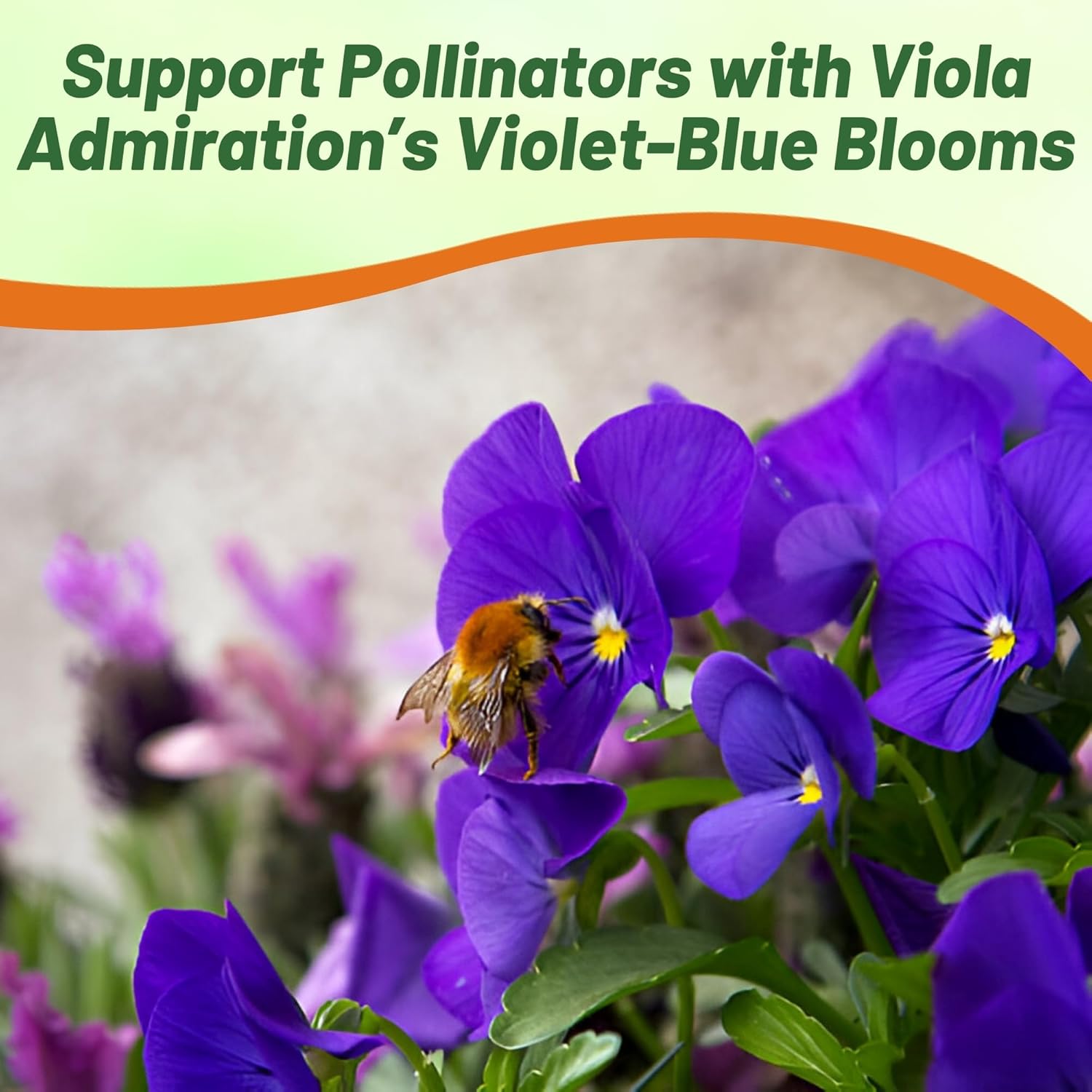 Viola Admiration Purple Flowers