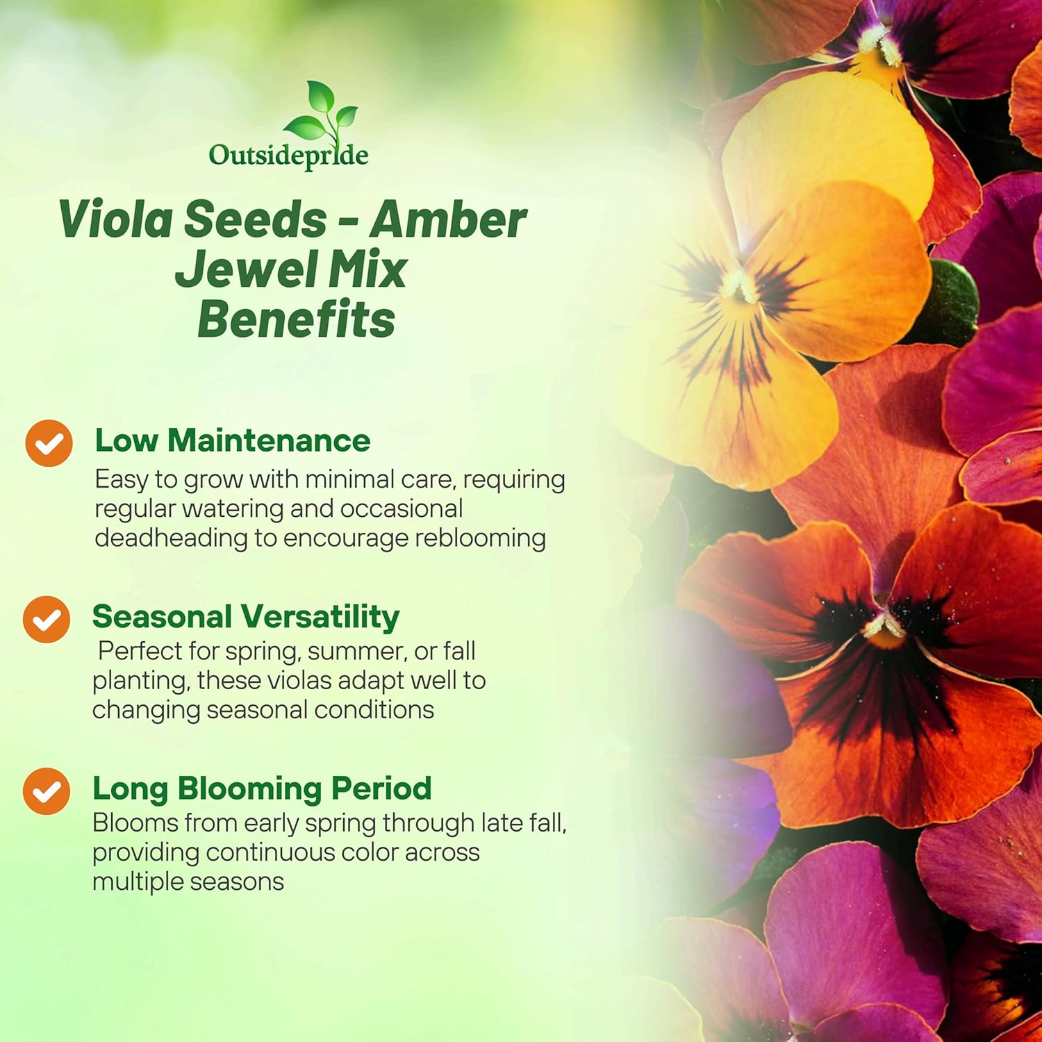 Viola Amber Jewel Mixture